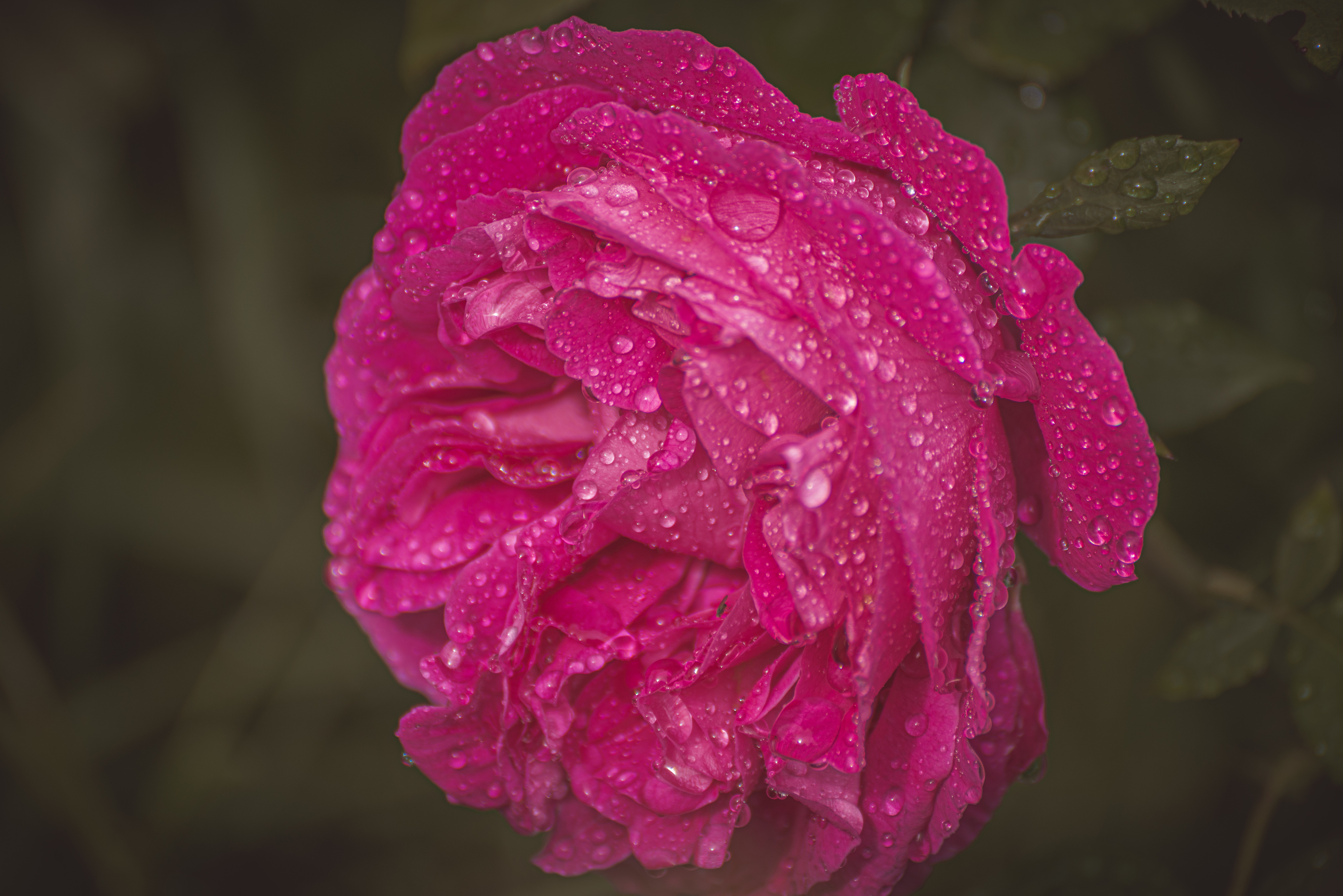 , Кокорин Алексей