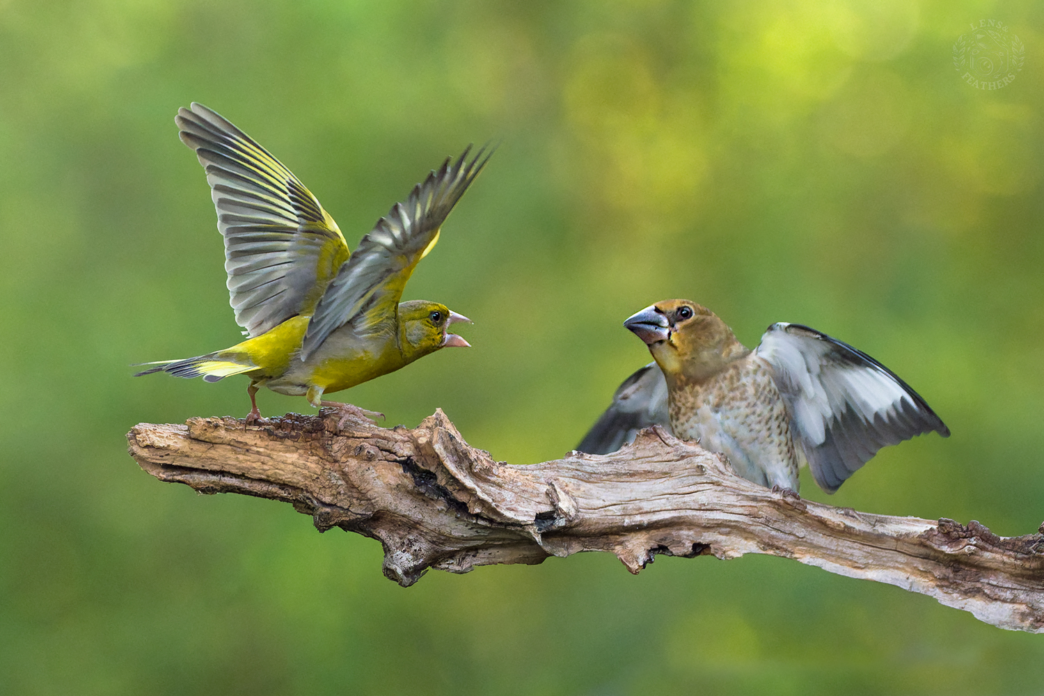 , Евгени Стефанов