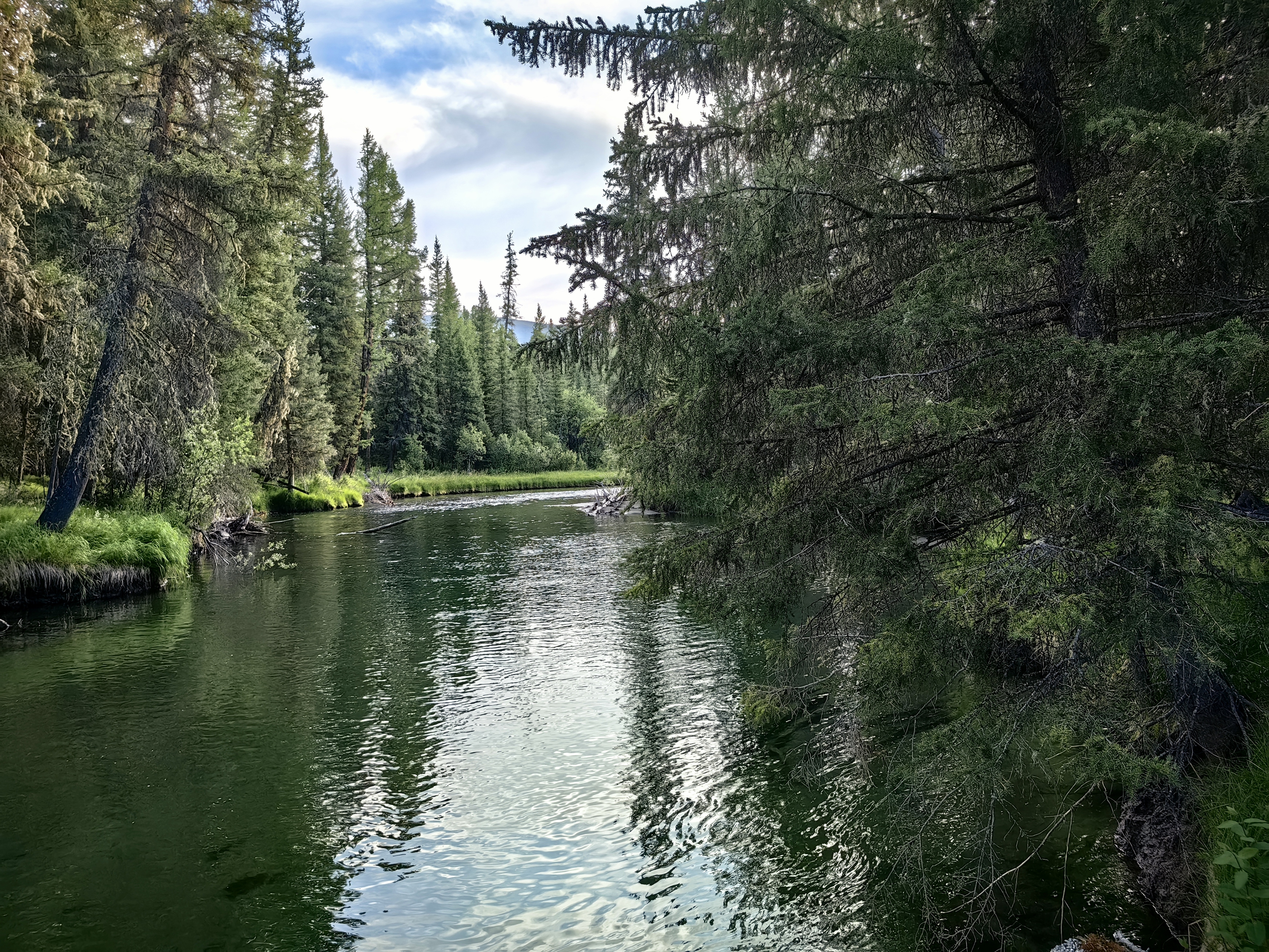 природа,республика алтай,тайга,деревья,река бара,лиственницы, Козлова Галина