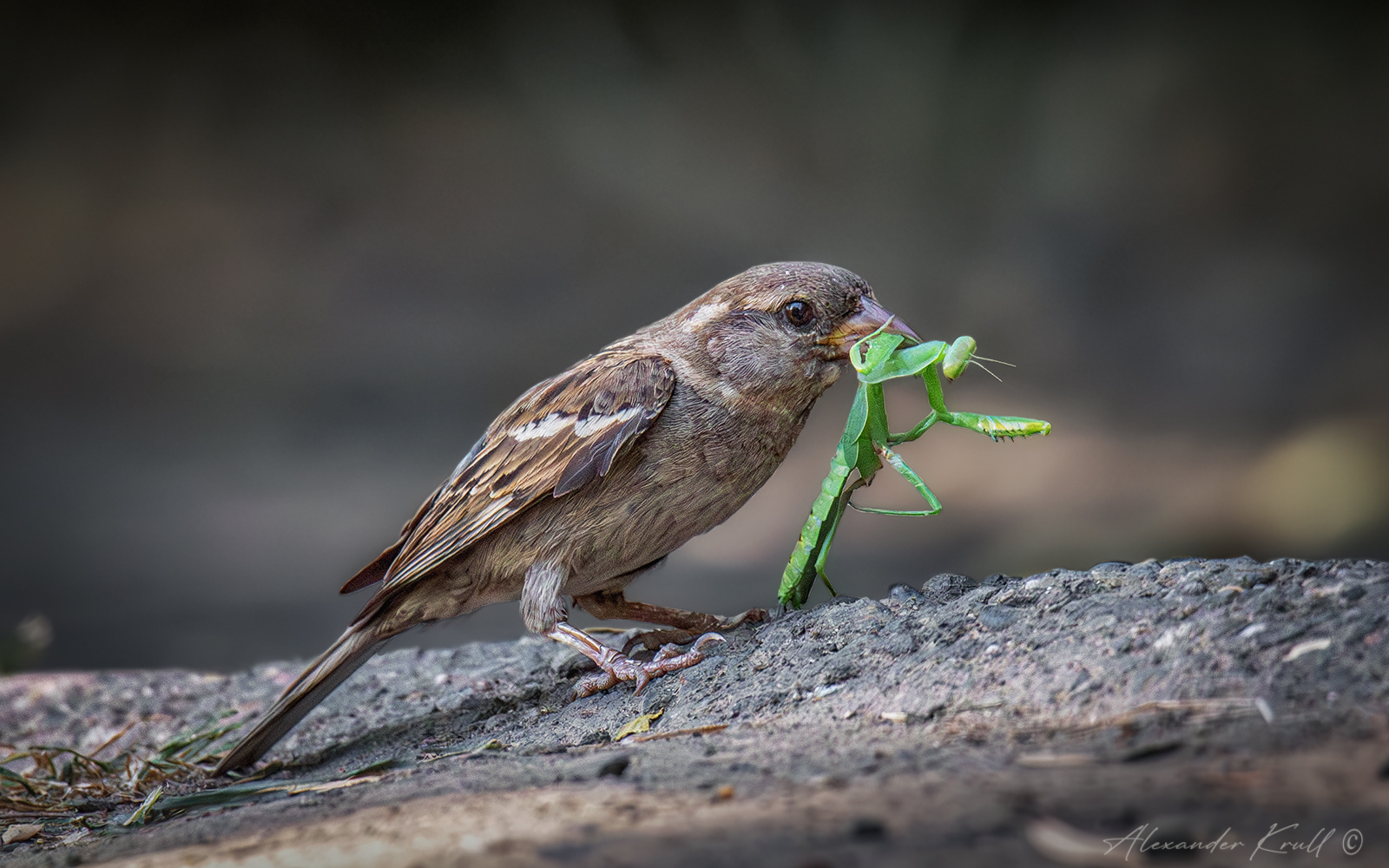 воробей, домовый воробей, passer domesticus, богомол, добыча, Круль Александр