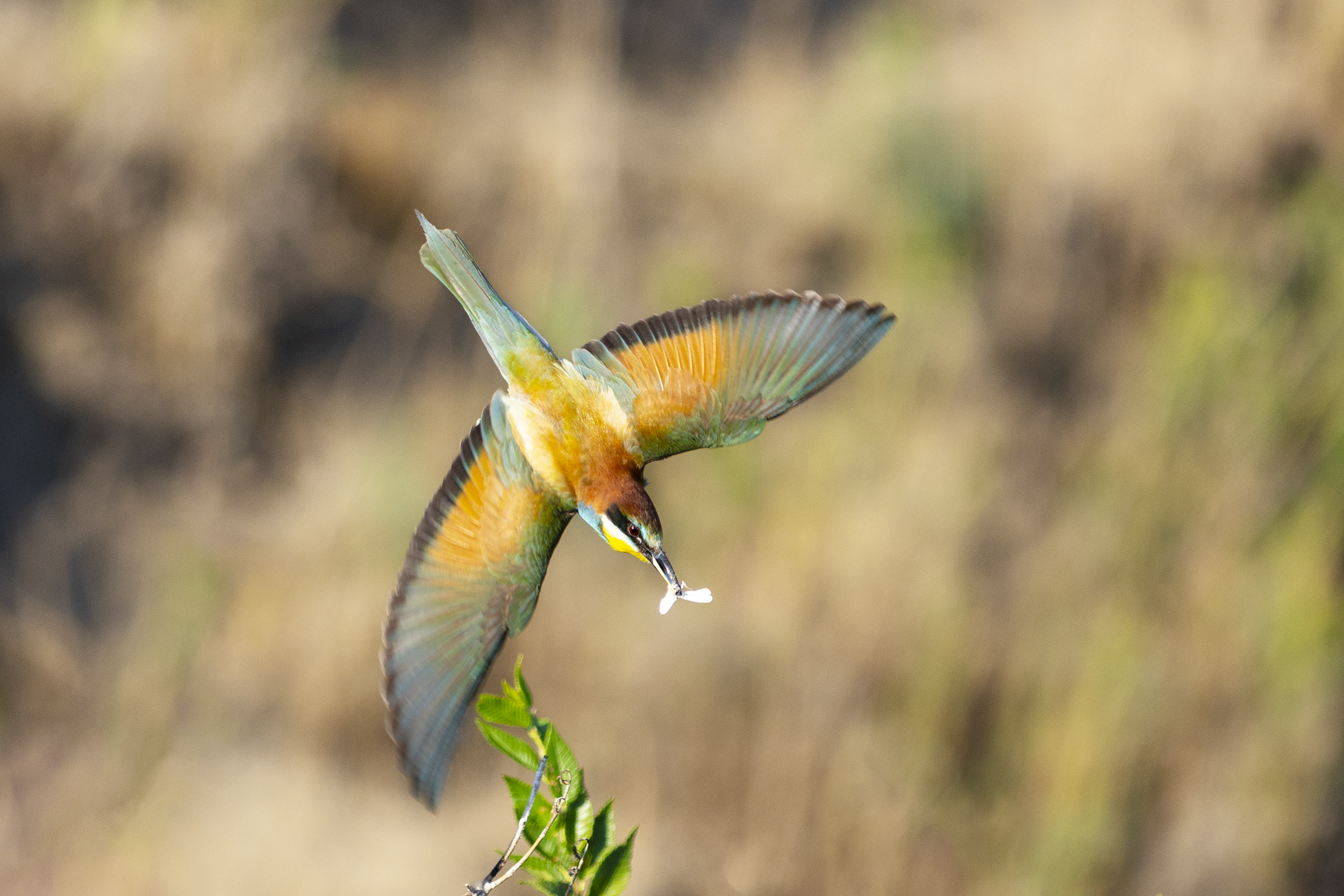 природа, Валерий Черняк