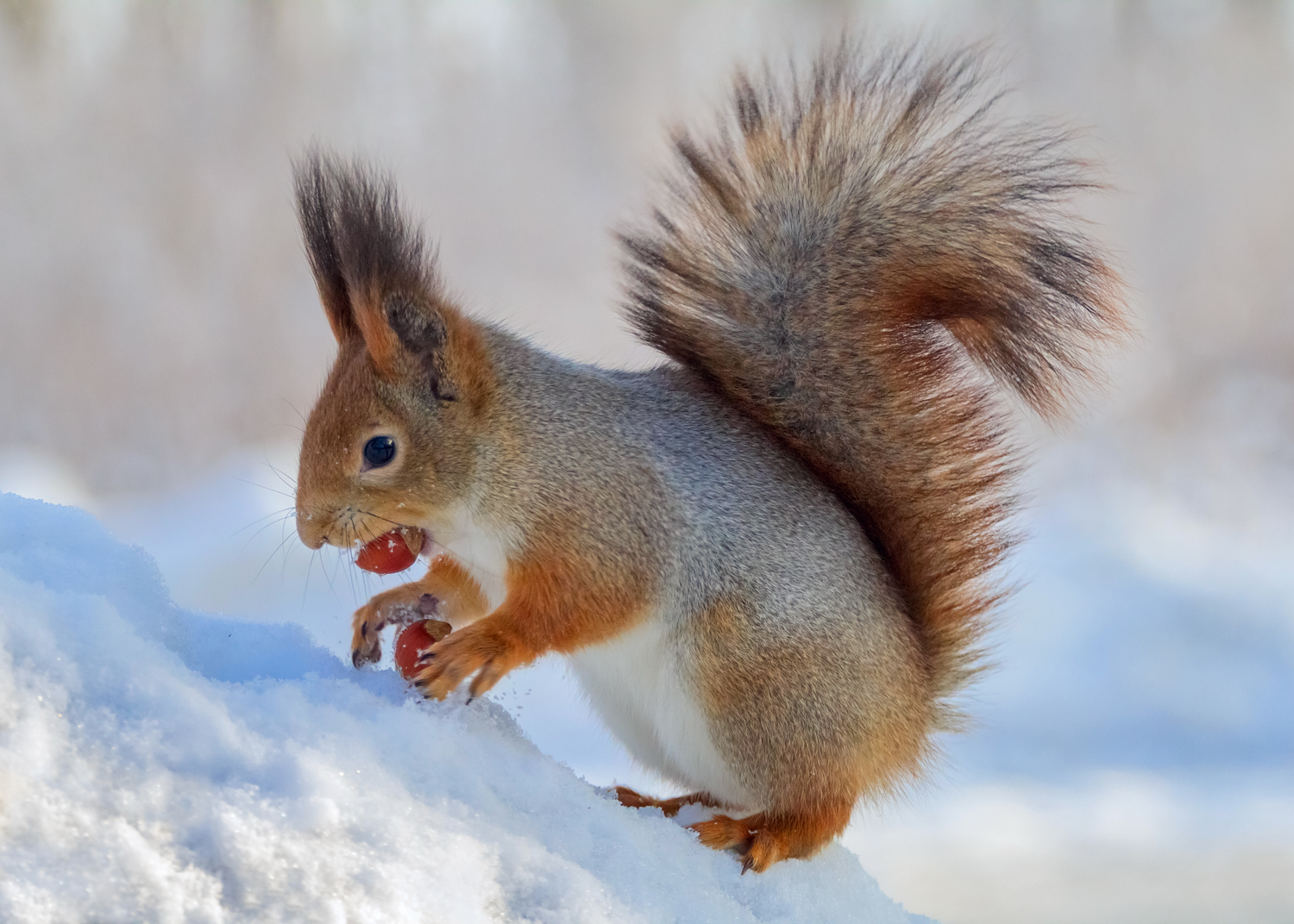 , Алексеев Сергей