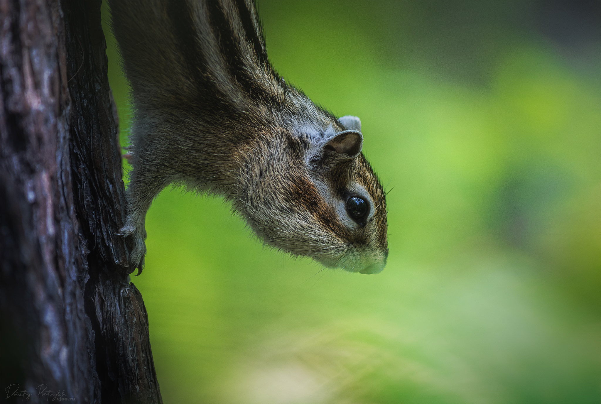 , Портных Дмитрий