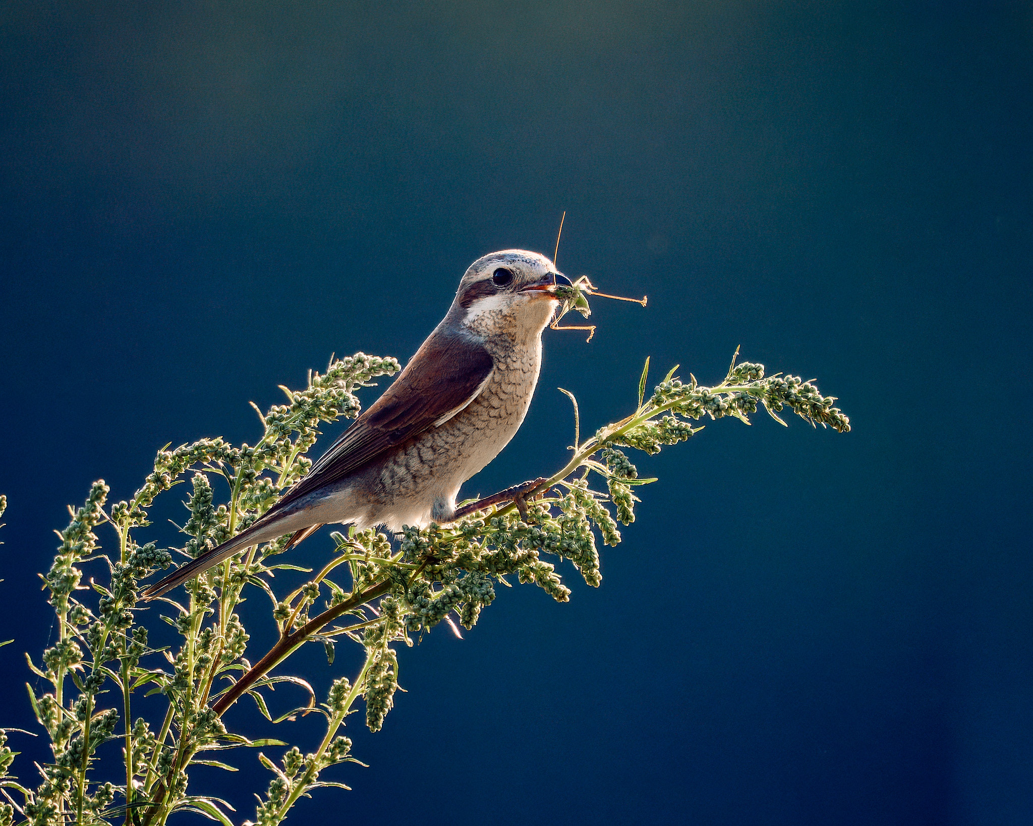 птица, Mikhail Khmelevskiy