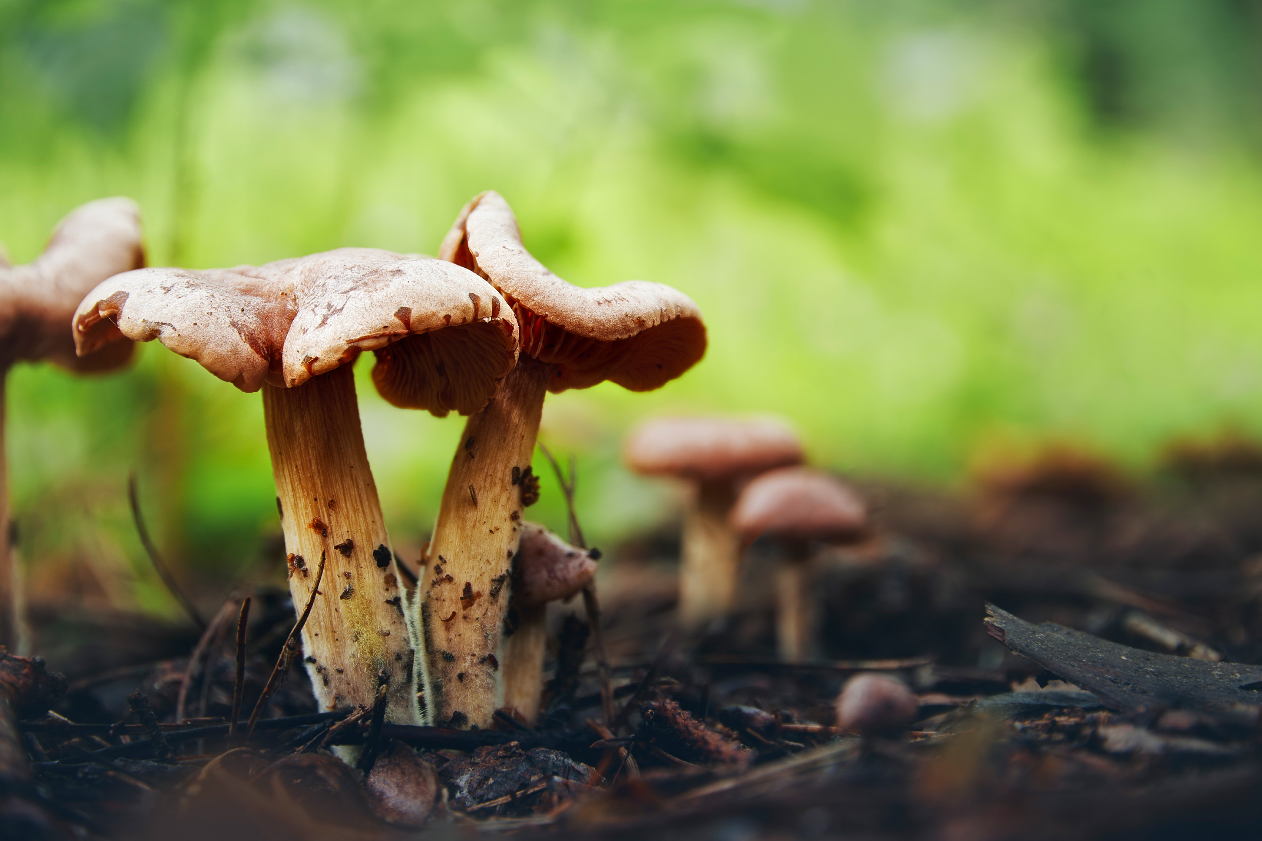 грибы, Валерий Вождаев