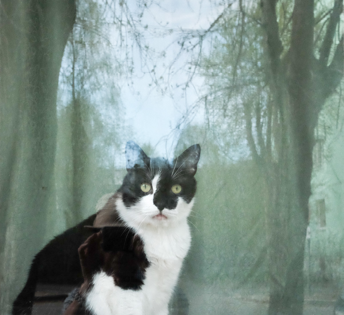 кот, некот,, Александр Малафеевский