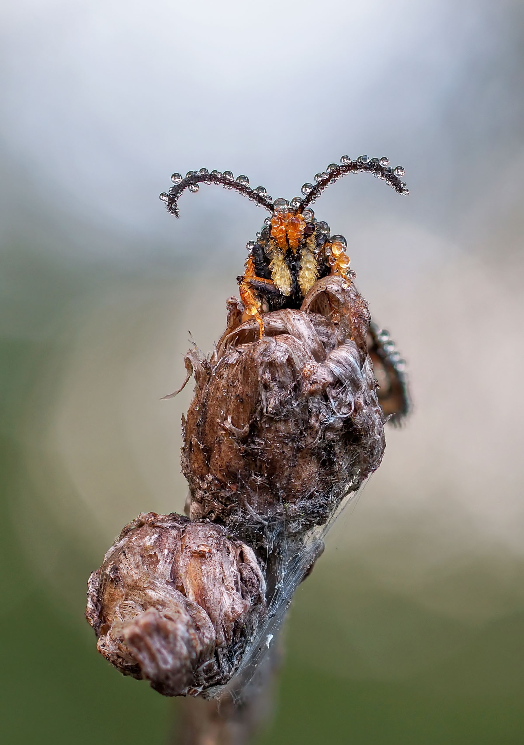 , Чепленко Алексей