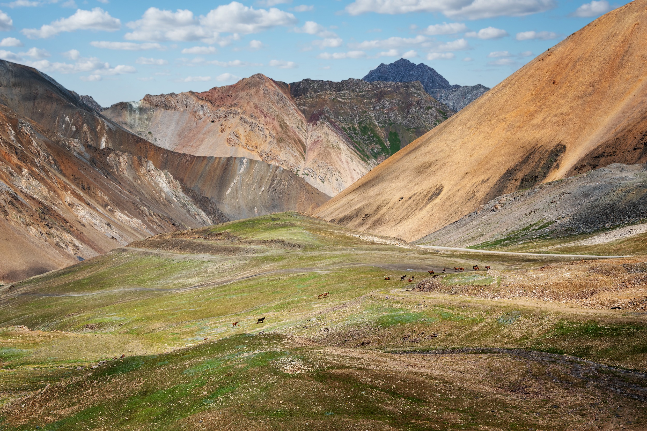 кыргызстан, горы тянь-шань, ущелье барскаун, дорога на золотодобывающий комбинат кумтор, пастбище, кони, Кетова Вера