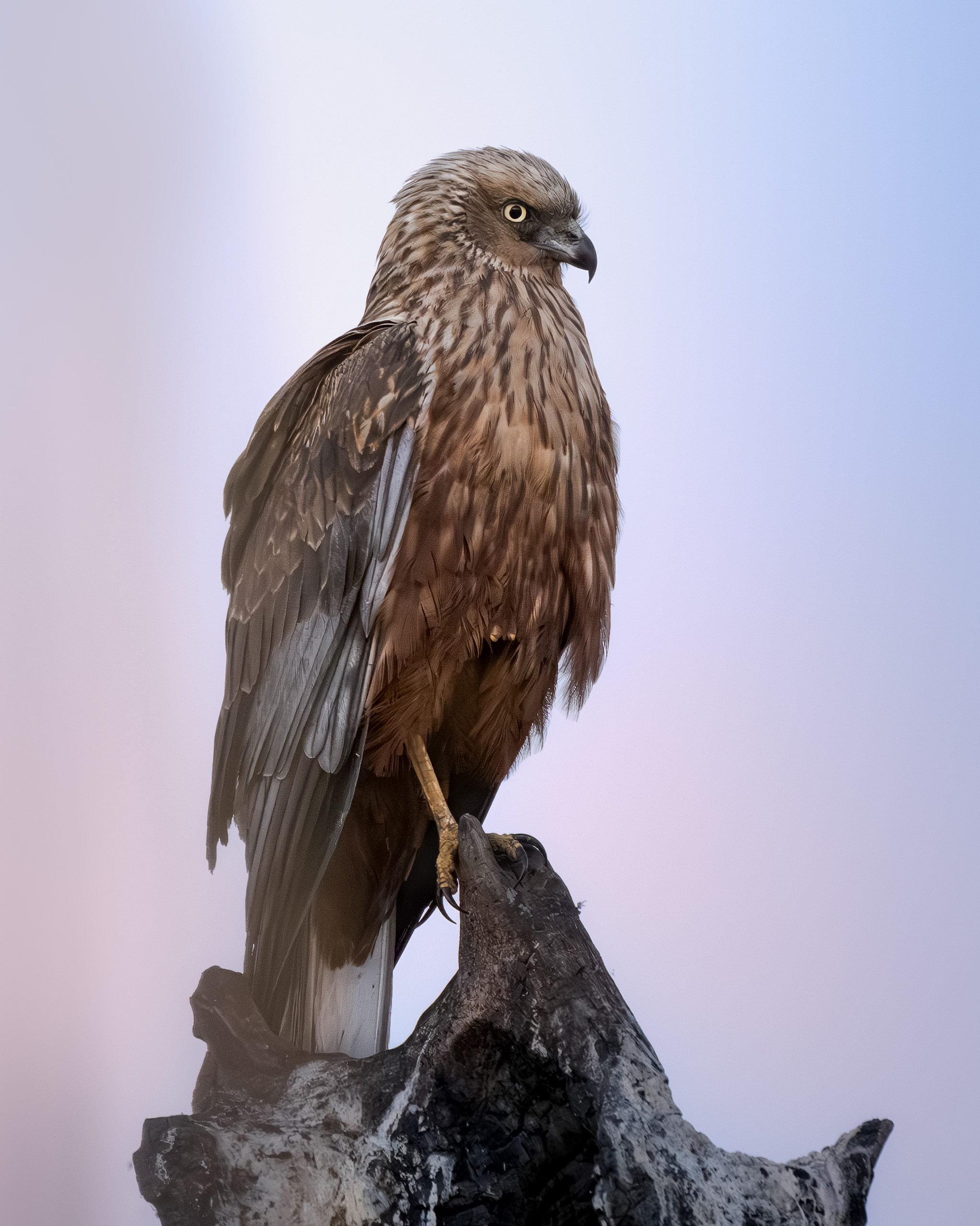 птицы, природа, лунь, birdwatching, birds, Михаил Ездаков