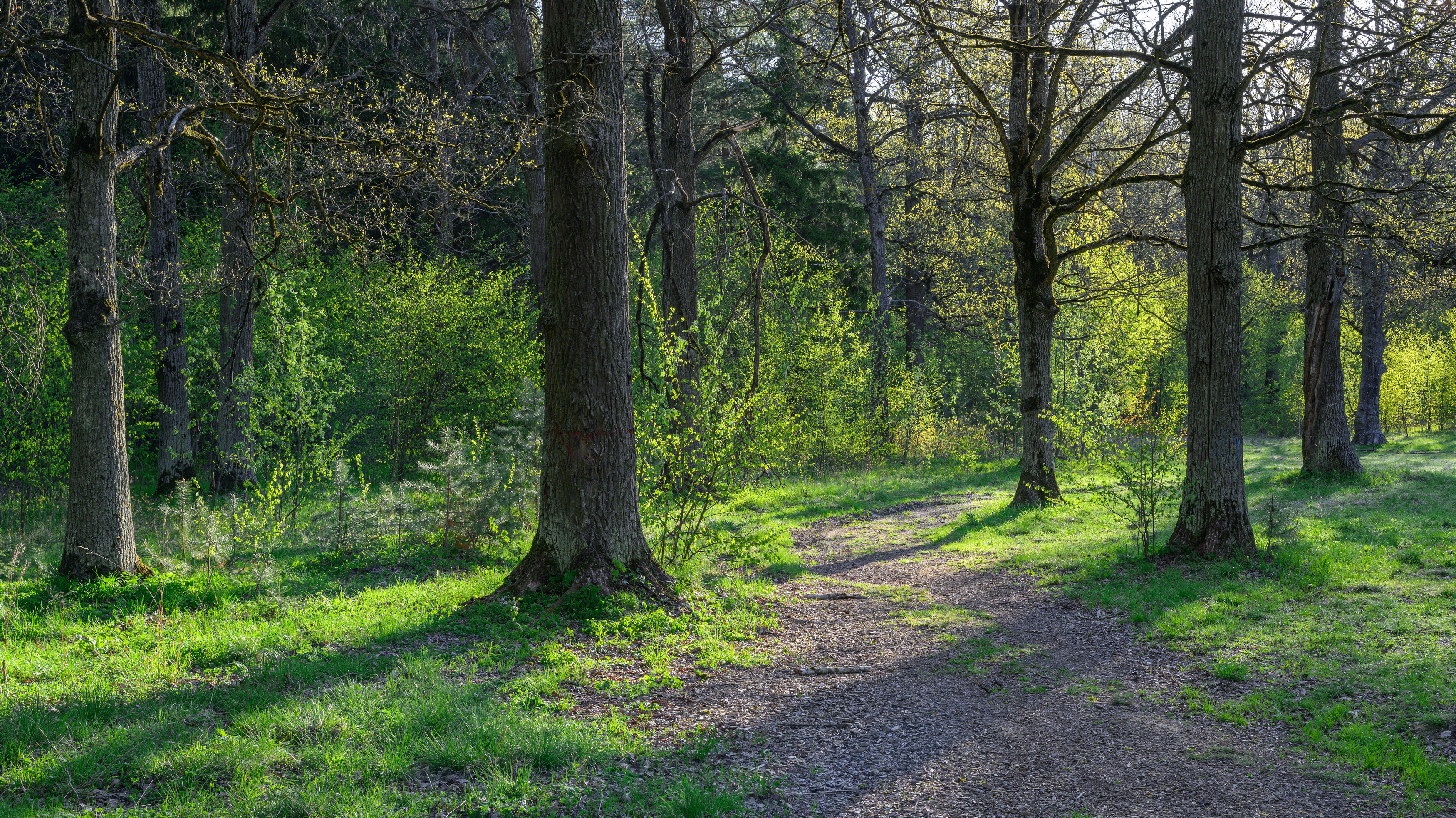 forest, tree, light, foliage, sunlight, morning, oak, evening, shadows, spring, way, Андрей Козлов