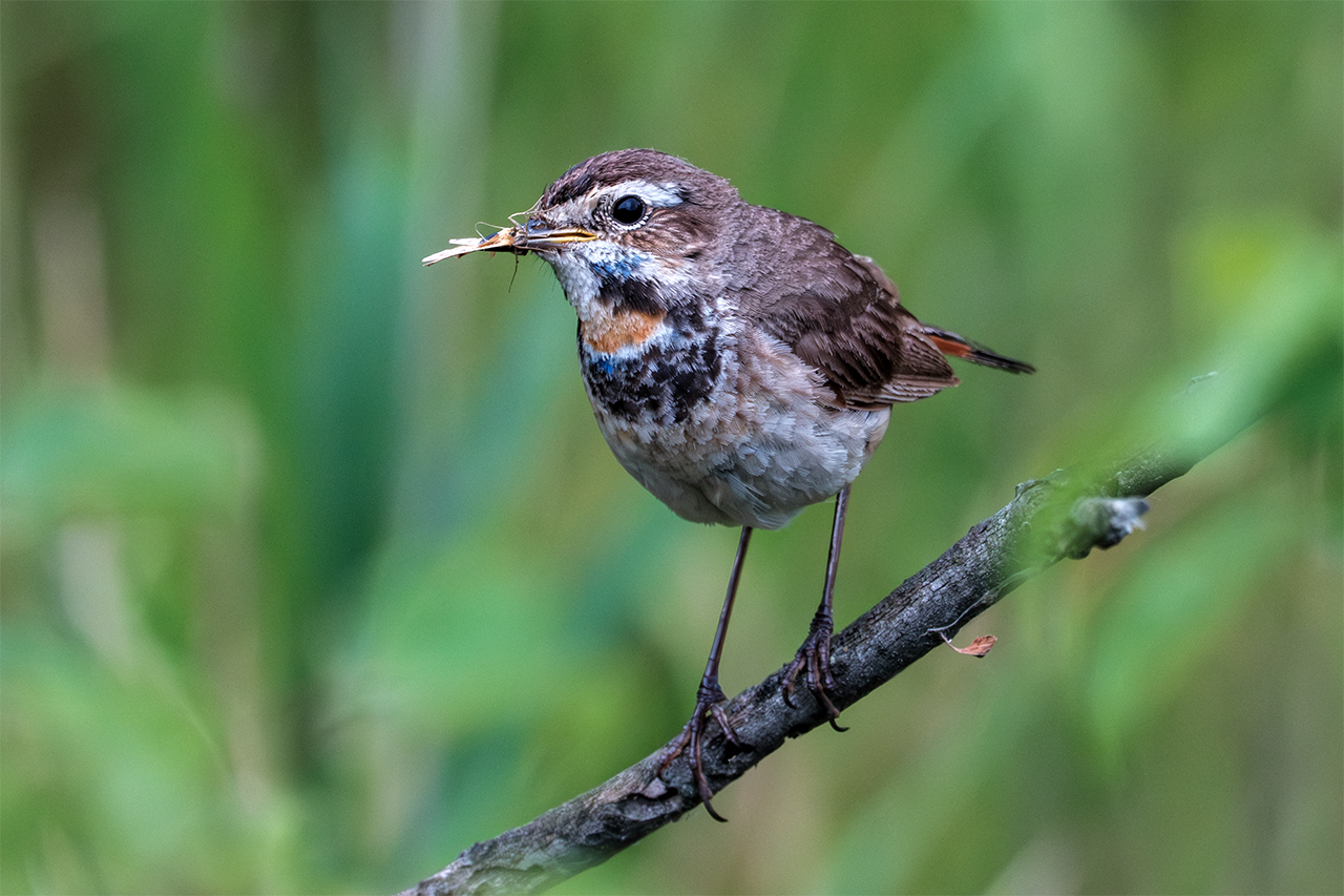 , Бодрягин Виталий