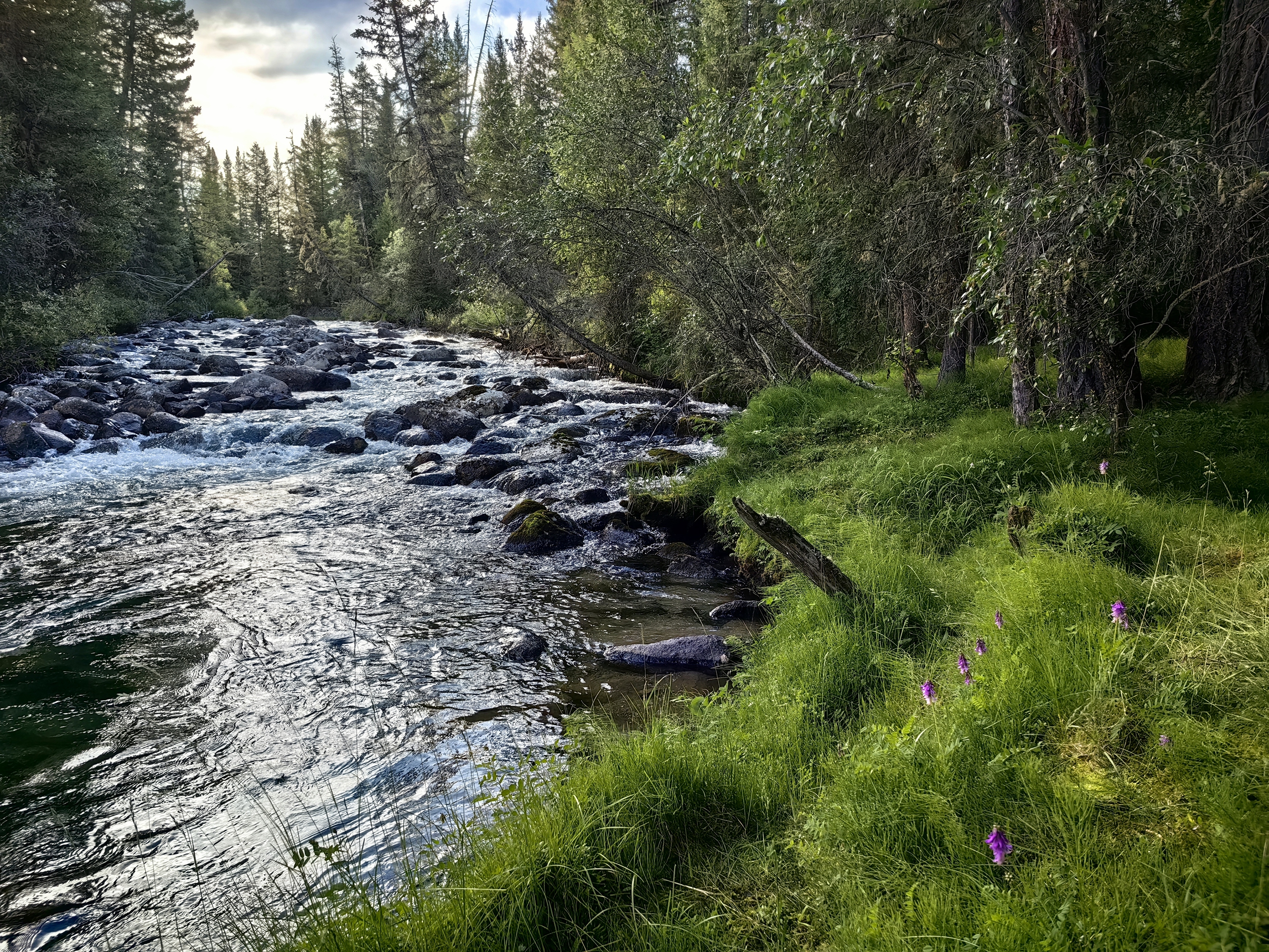 республика алтай,река бара,тайга,берег,трава, Козлова Галина