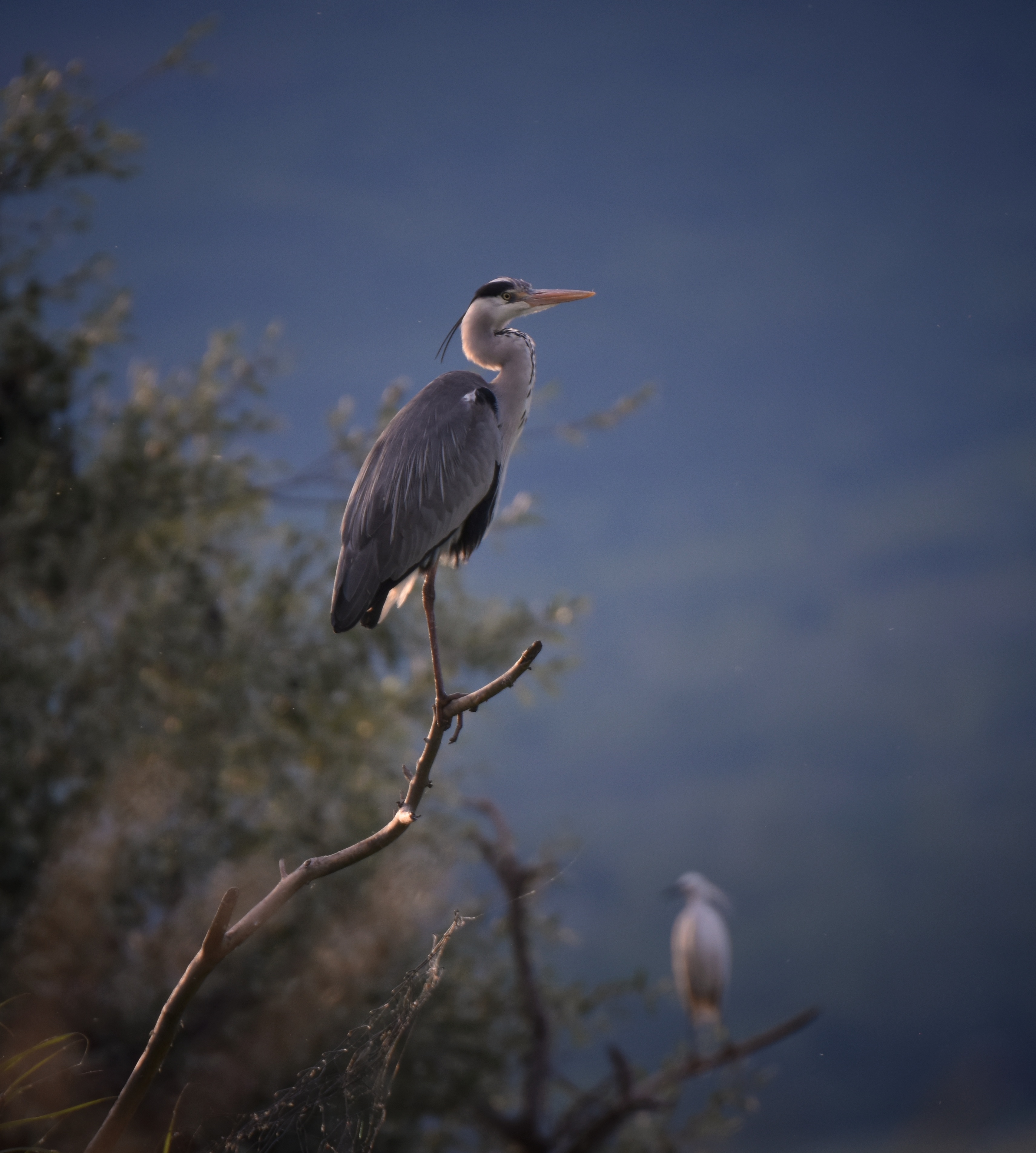 , Герчев Николай