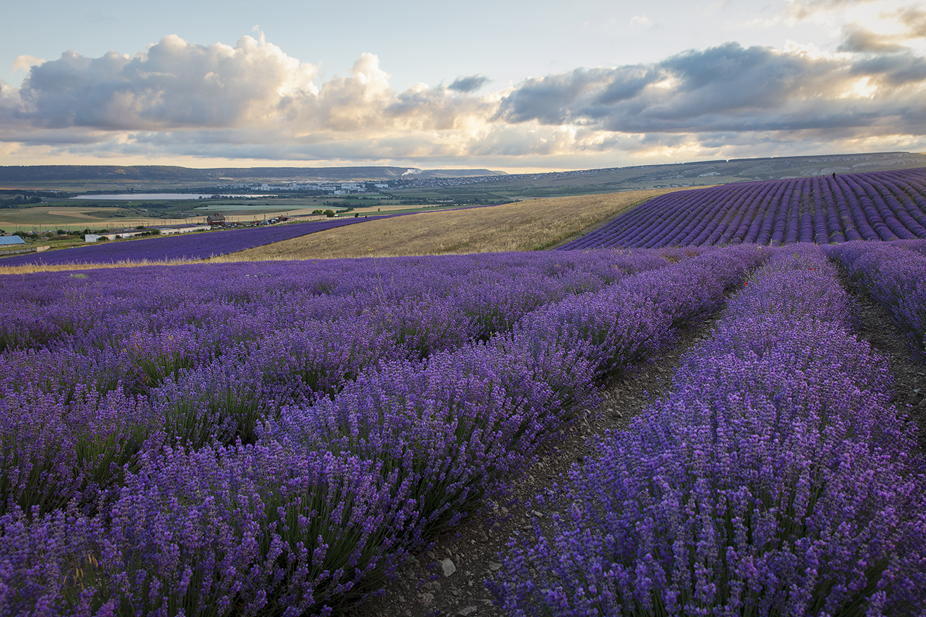 крым, пейзаж, лаванда,, Сергей Шульга