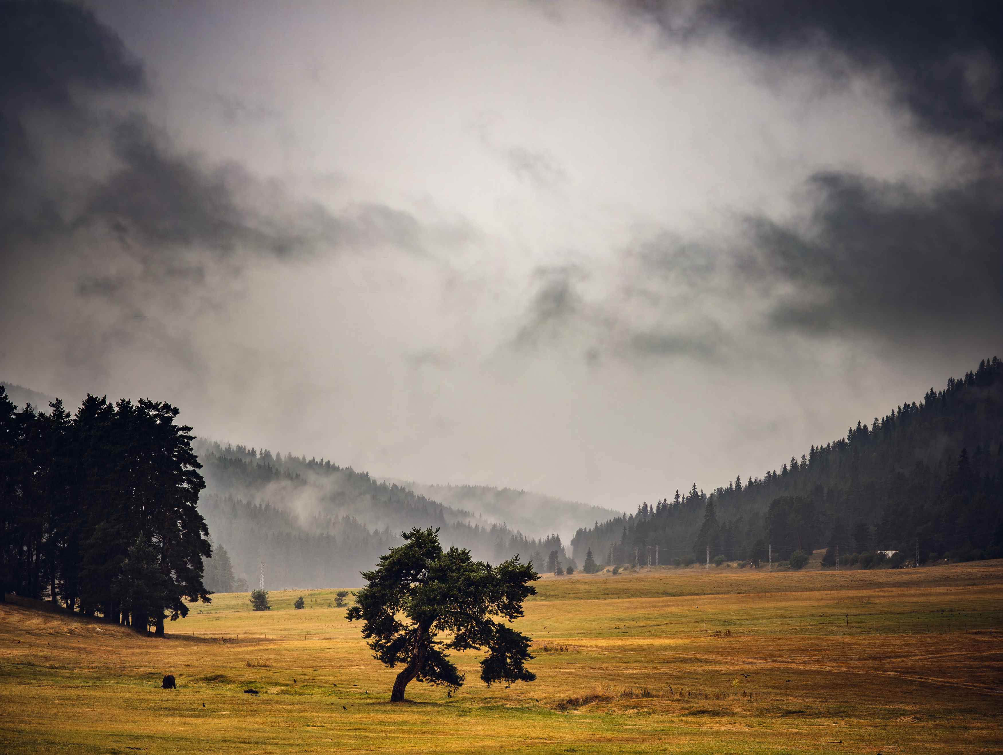 landscape, nature, storm, clouds, tree, walking,, Boris Preslavski
