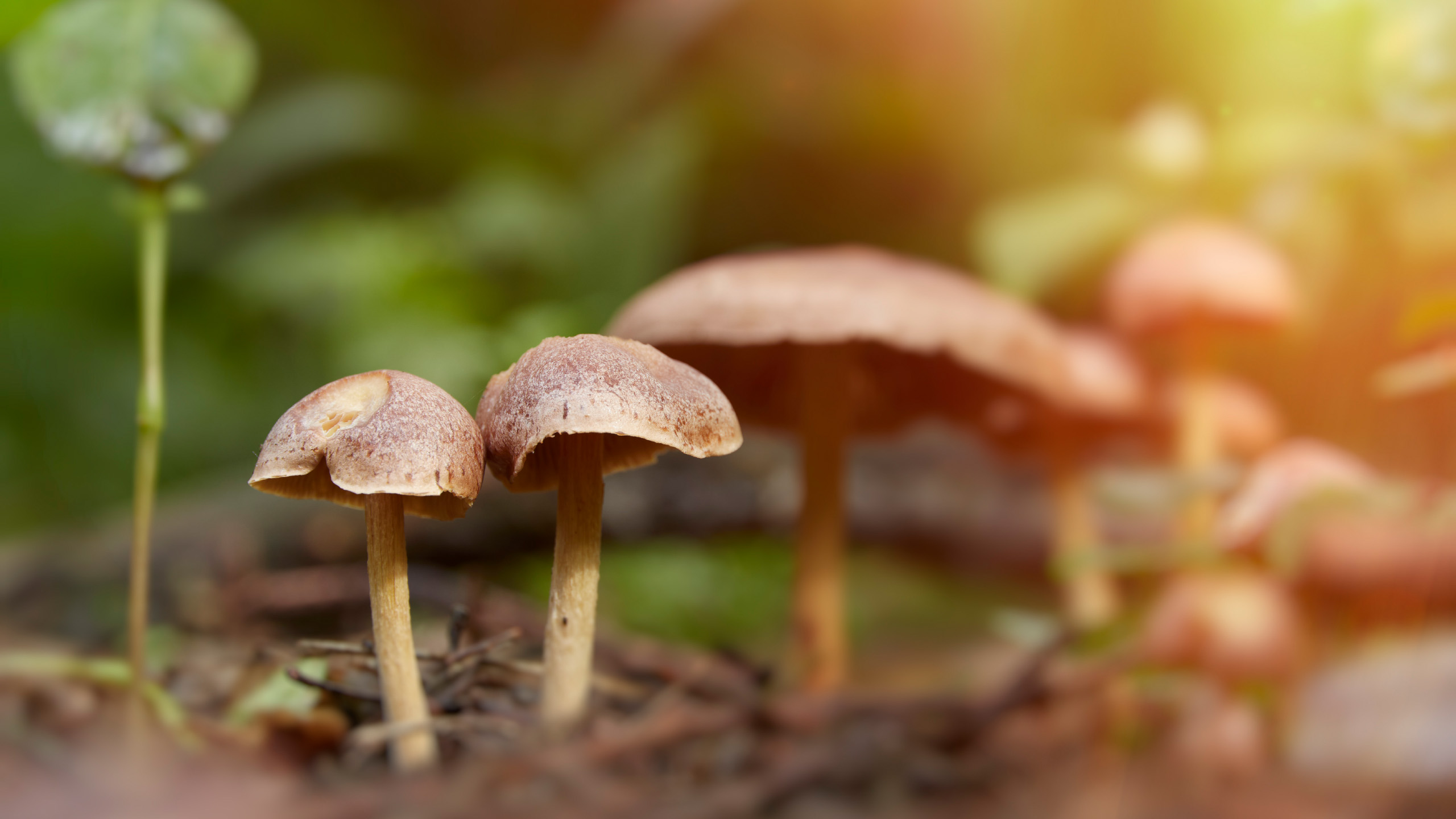 грибы, Валерий Вождаев