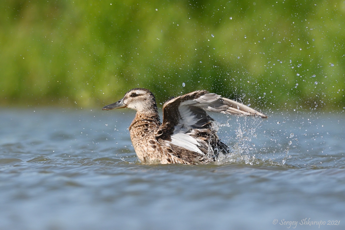, Сергей Шкарупо