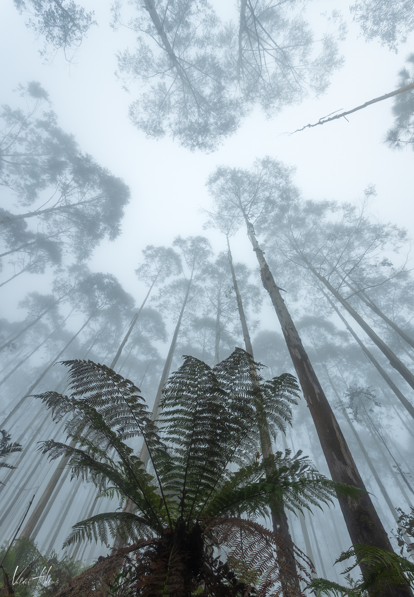 fog, woodland, trees, up, moody, dark , Valdir Hobus