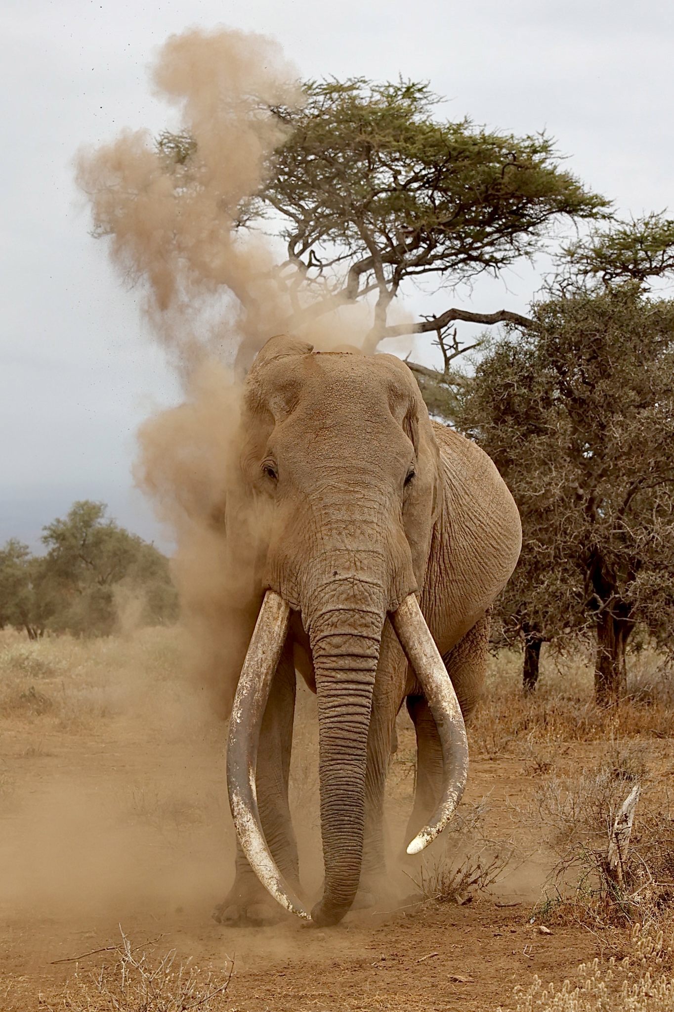 , Голубков Леонид