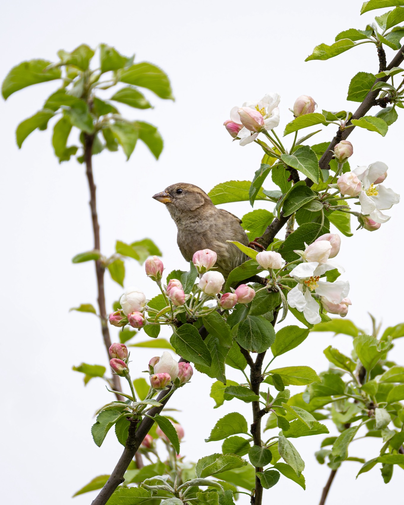 цветущая яблоня, яблоня, воробей, весна, цветение, Руслан Pl