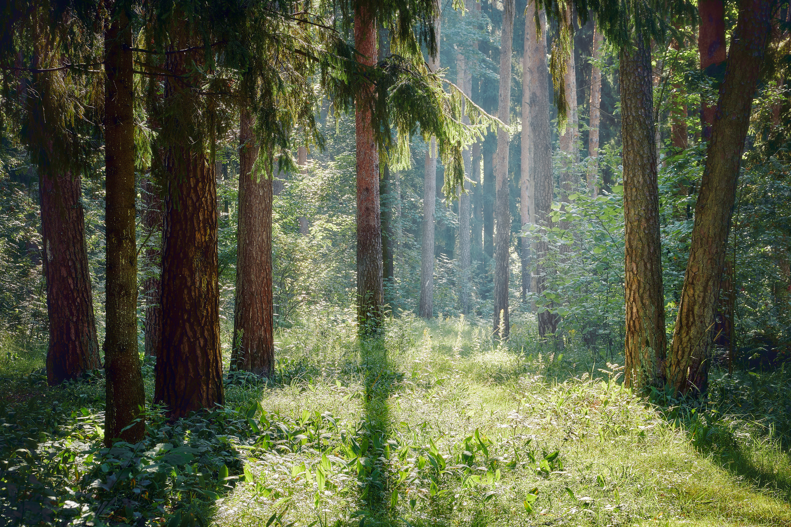 лес, деревья, листва, свет, Валерий Вождаев