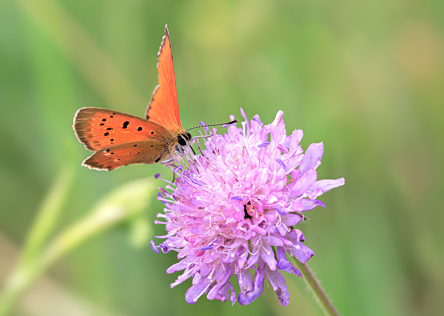 насекомые, бабочка, голубянка, червонец, огненный,  лето, июль, Борис Новиков