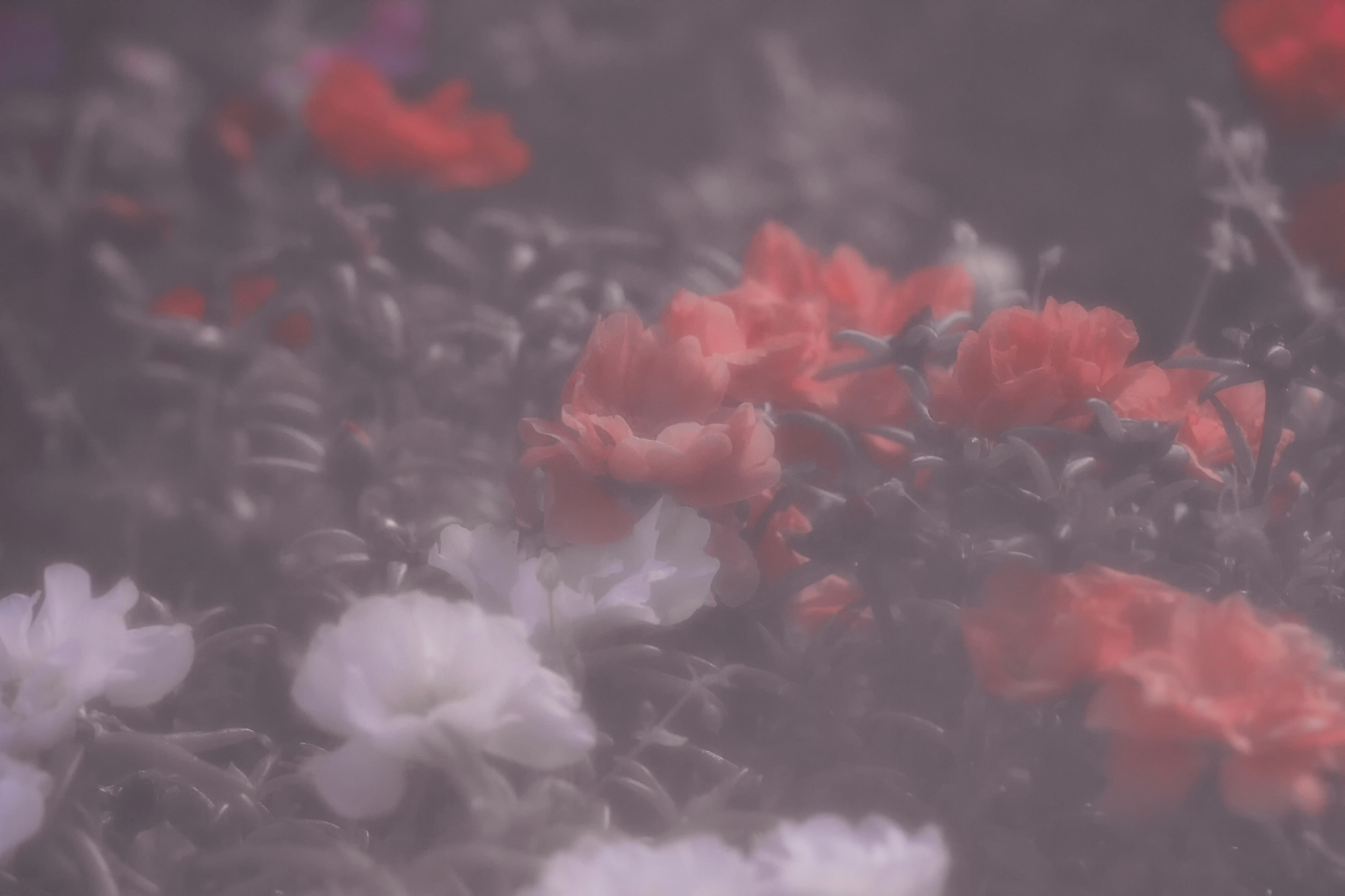 цветы, Александр Канцур