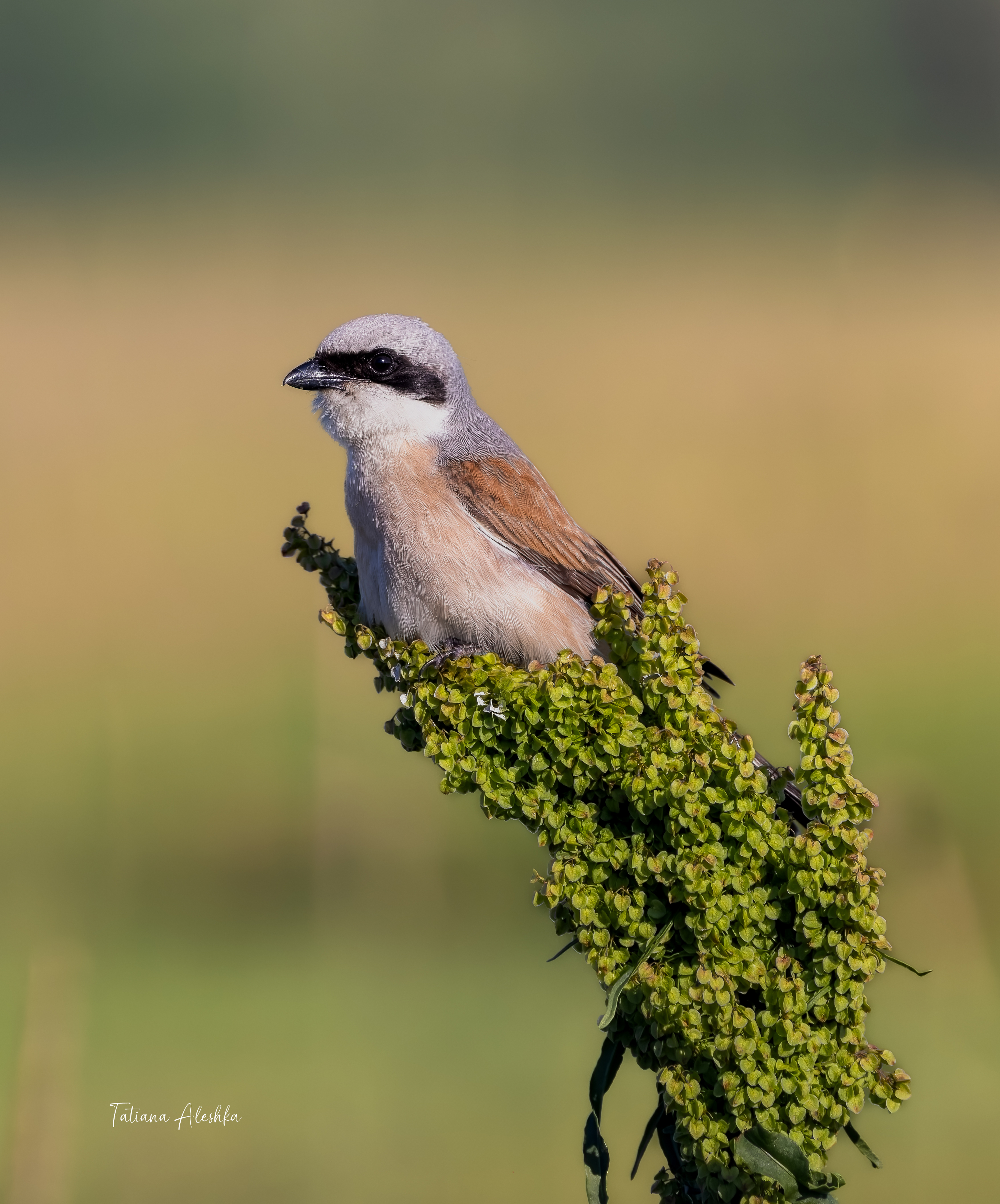 птицы, Алешка Татьяна