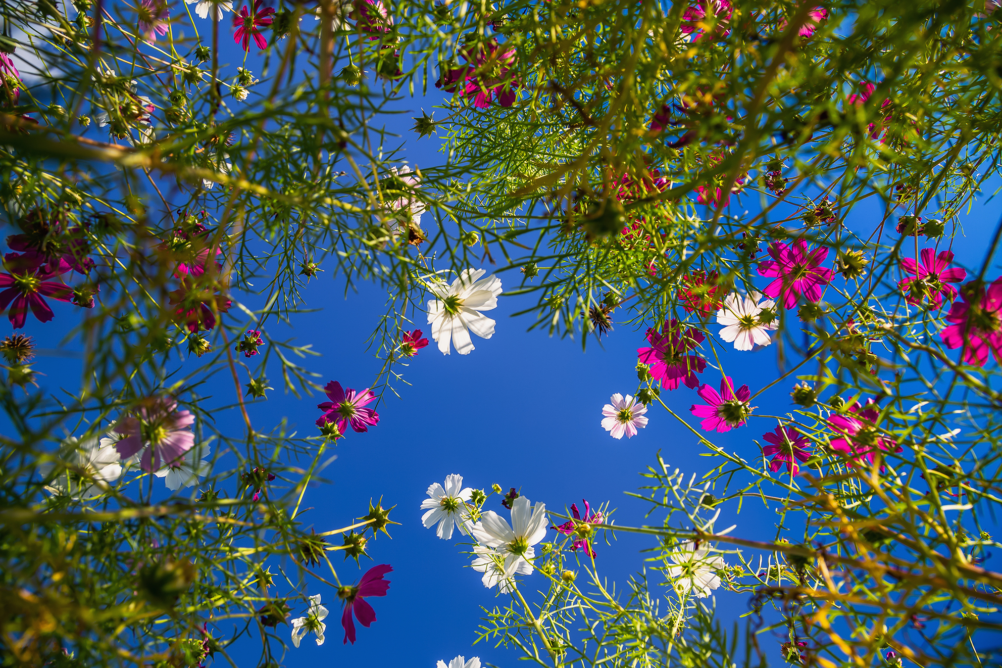 цветочки, небо, голубой, Анкудинов Леонид
