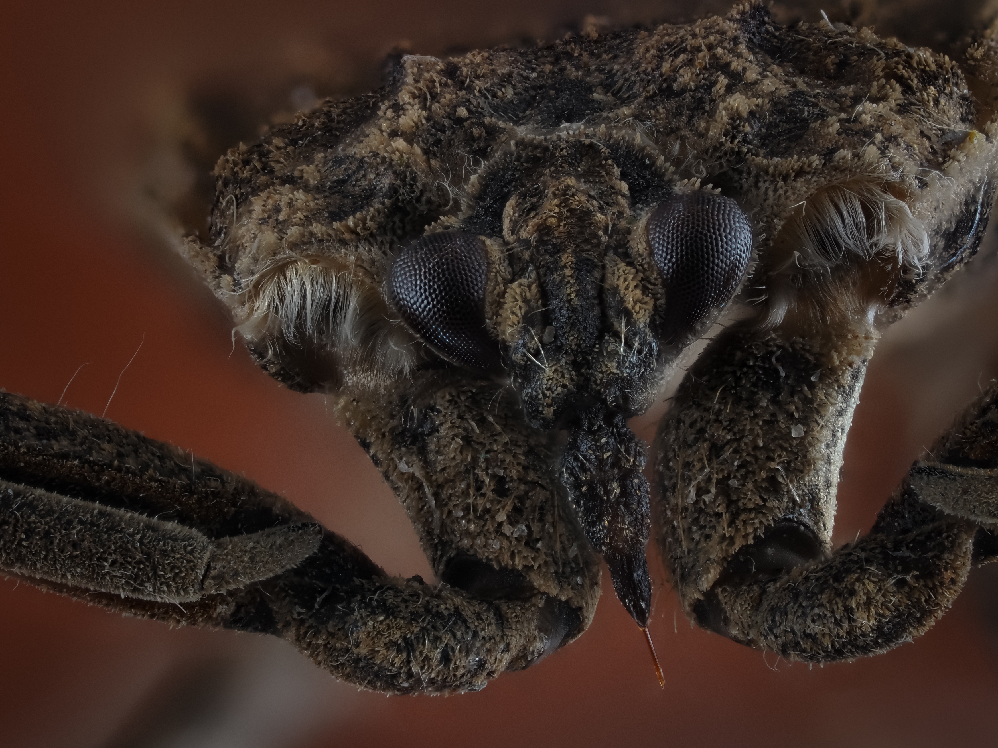 , Олег Савицкий