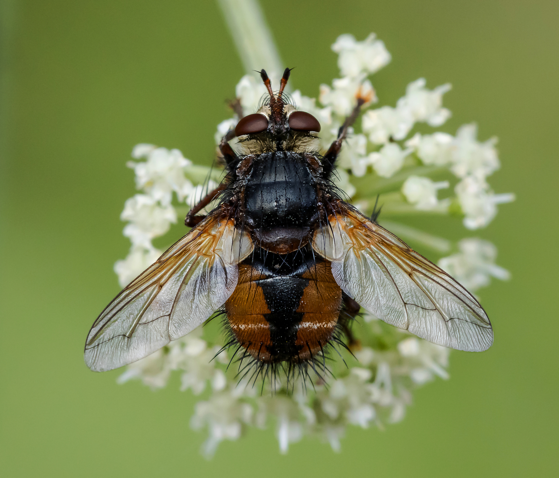 , Лапин Сергей