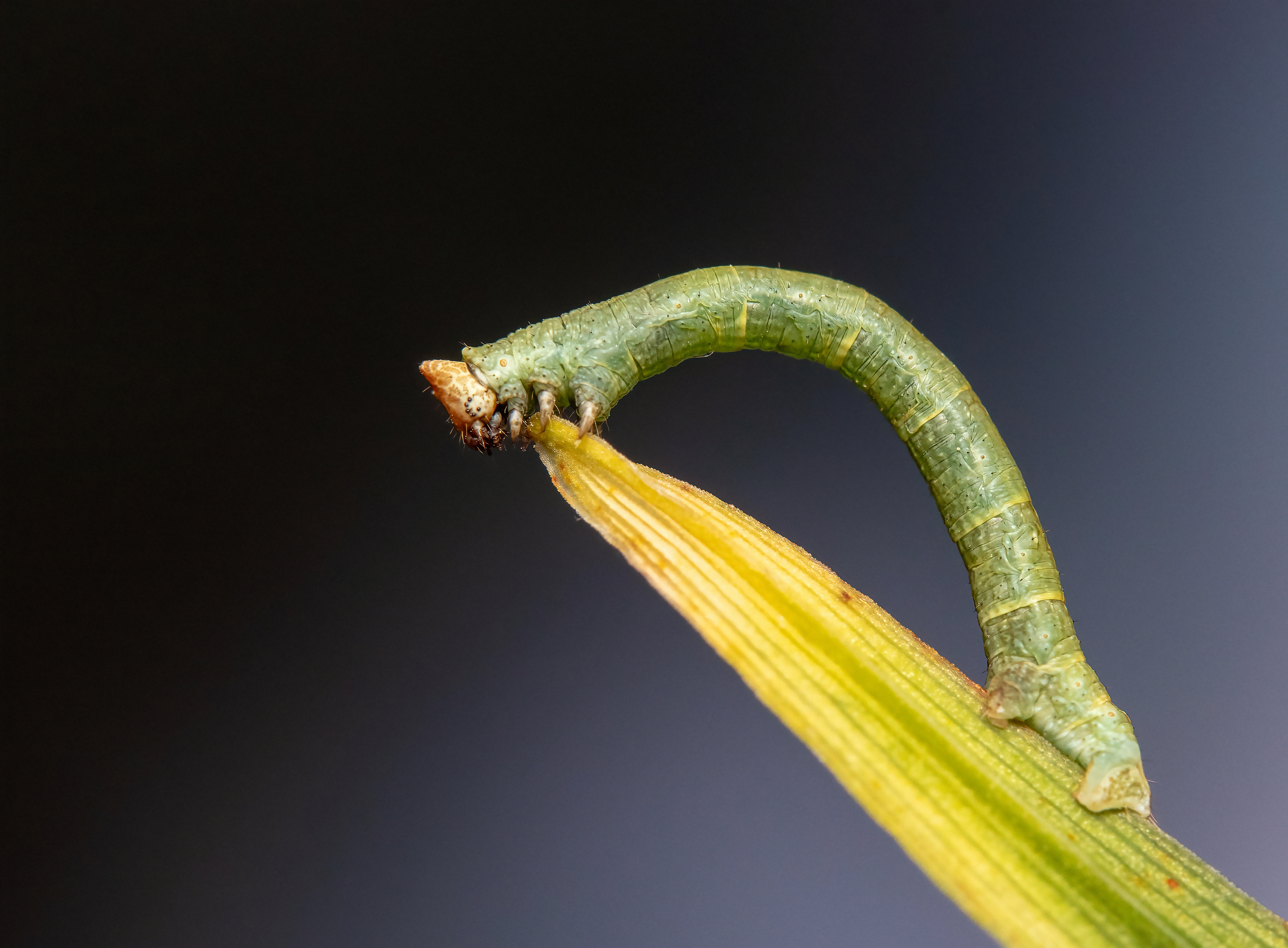 макрофото, макрофотографии, фотомакро, насекомые, макромир, макрофотограф, макроаддикт, макро_мир, naturelovers, naturelover, naturephotography, macrolove, macro_love, biodiversity, macrophotography, macro, macronature, entomology, arthropods, arthropod, ,  Stephane