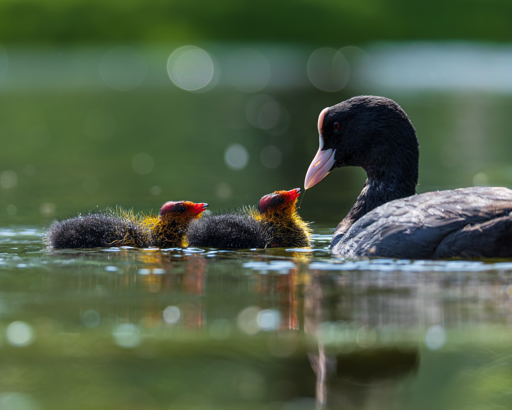 птицы, лысуха, птенец, лысенок, Руслан Pl