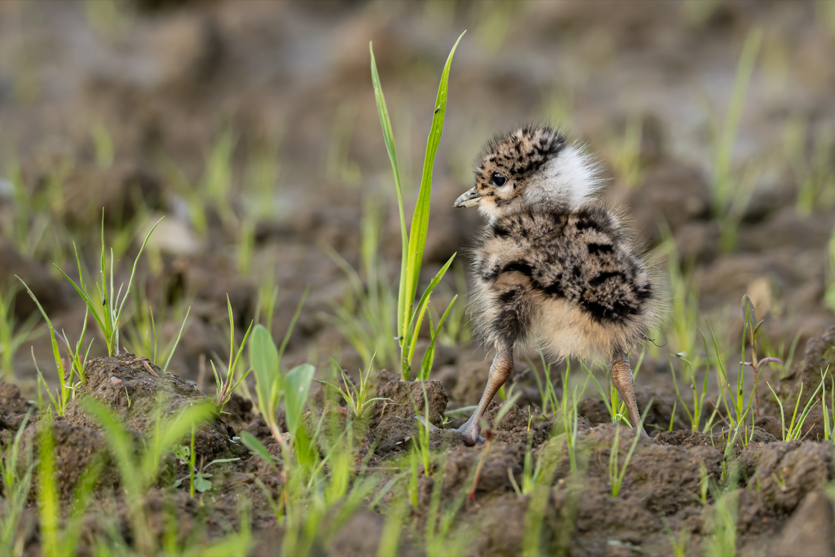 чибисенок, чибис, птицы, птенец, Руслан Pl