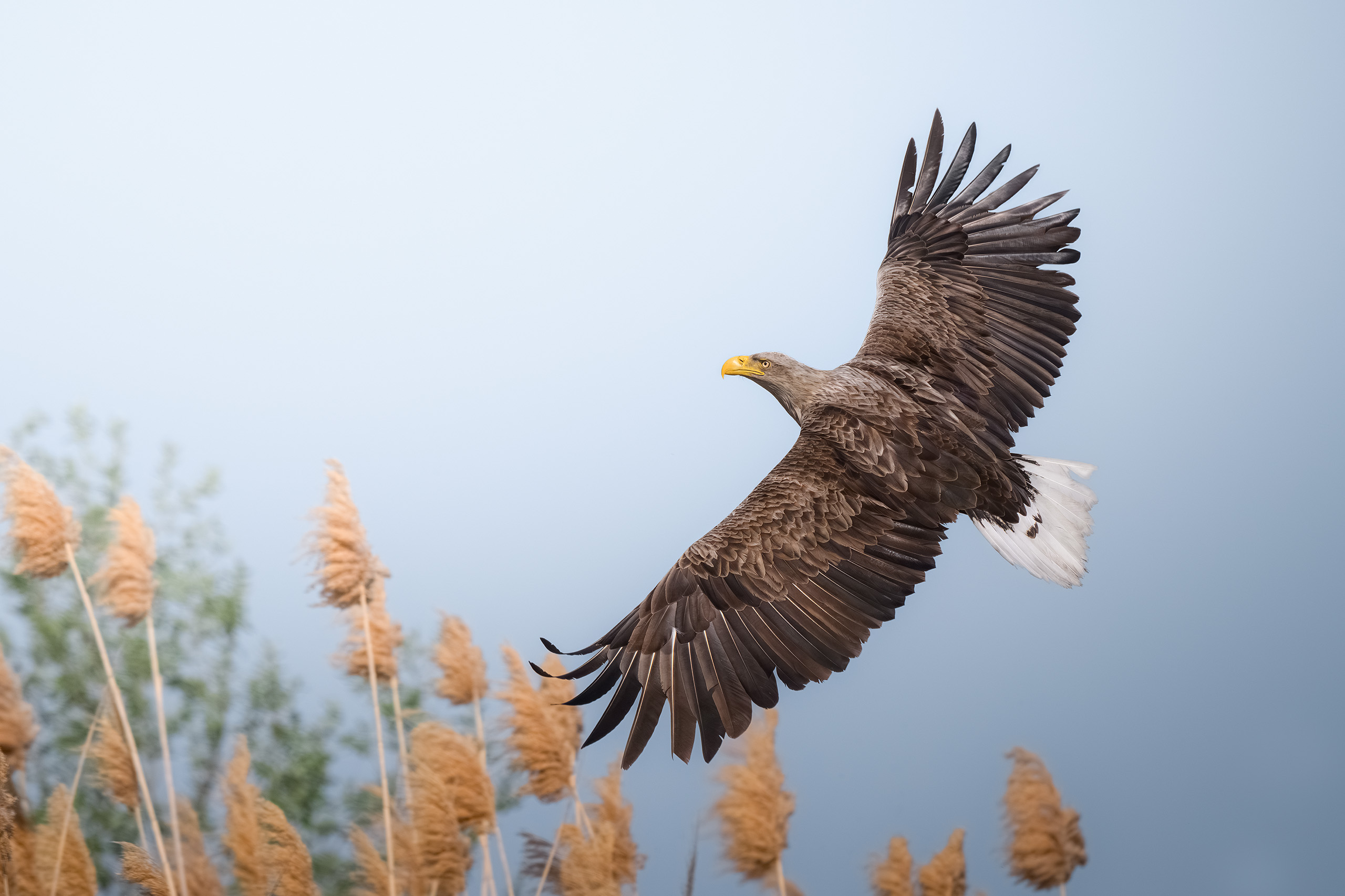 птицы, полёт, природа, орлан, белохвост, хищник, birdwatching, birds, Михаил Ездаков