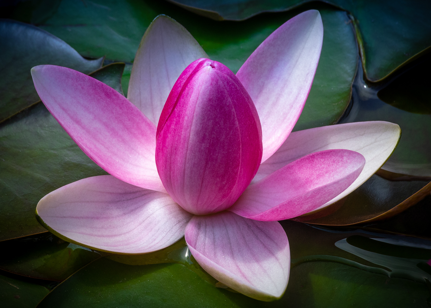 , Алексеев Сергей