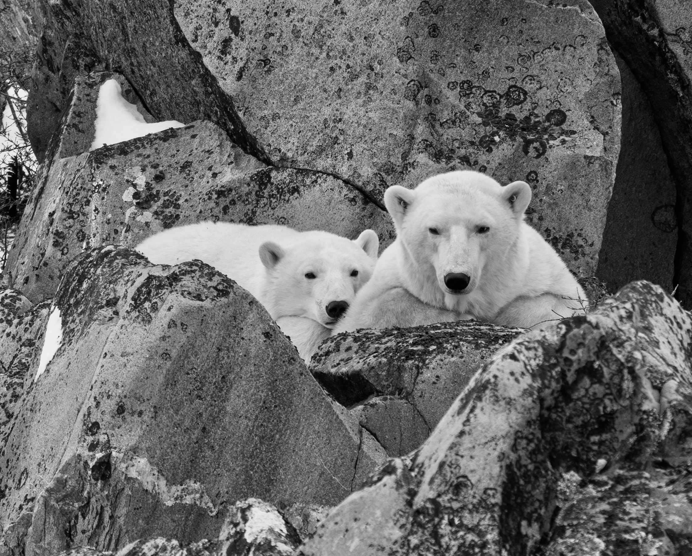 , Владимир Цветов