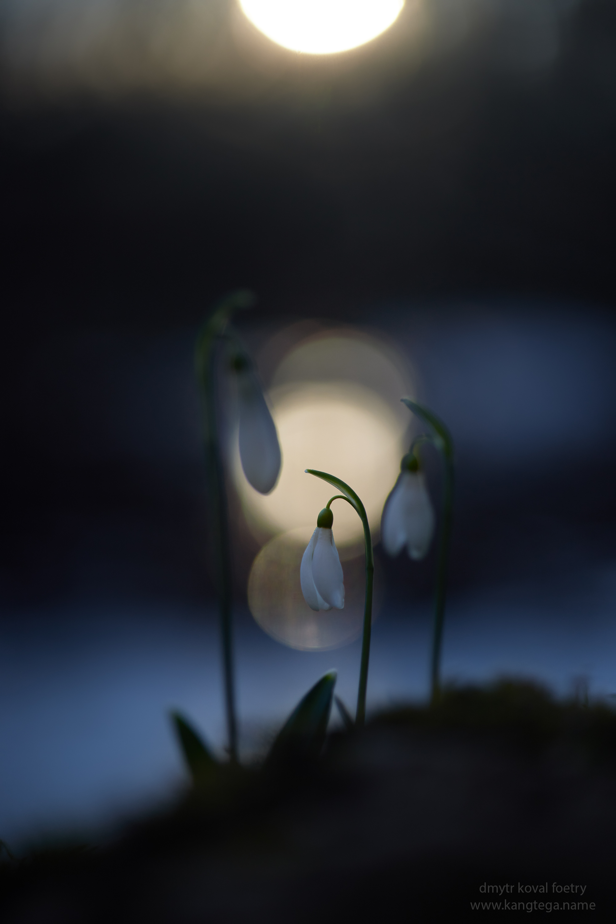 пейзажемагьё, пейзаж-как-виденье, Коваль Дмитр