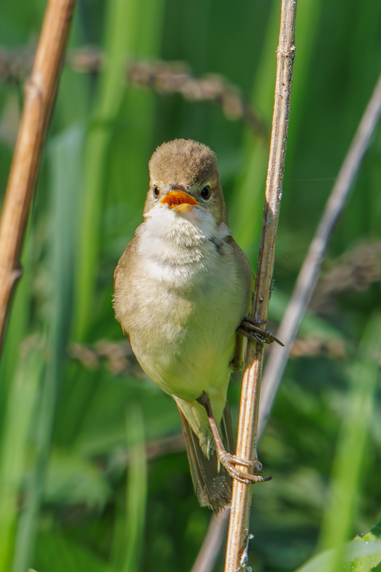 болотная камышевка, Морозов Сергей