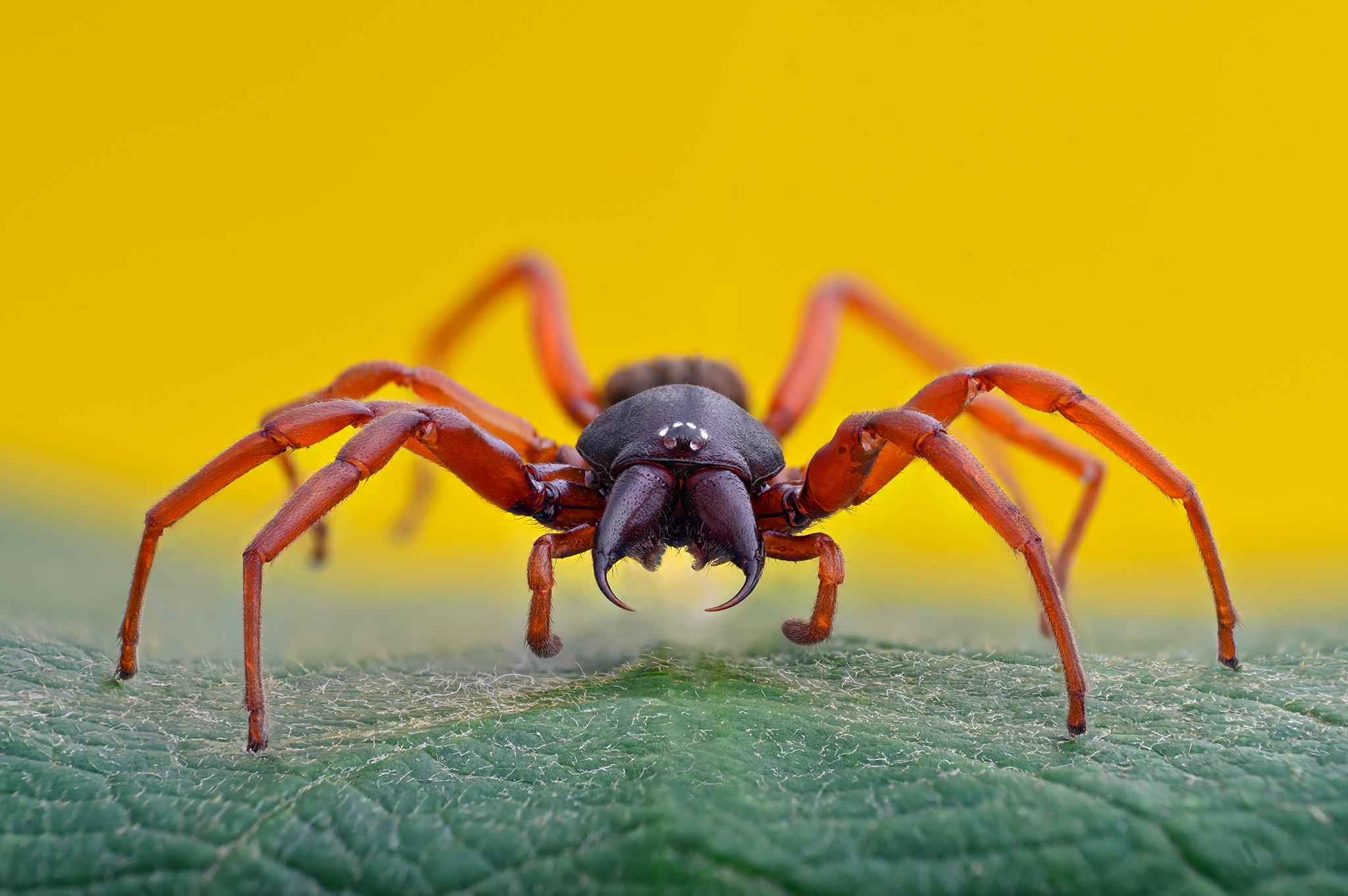 ceclii, macro, Ganev Tsvetan