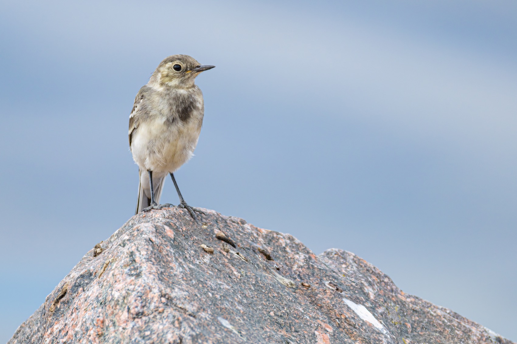 птенец, трясогузка, птицы, белая трясогузка, Руслан Pl