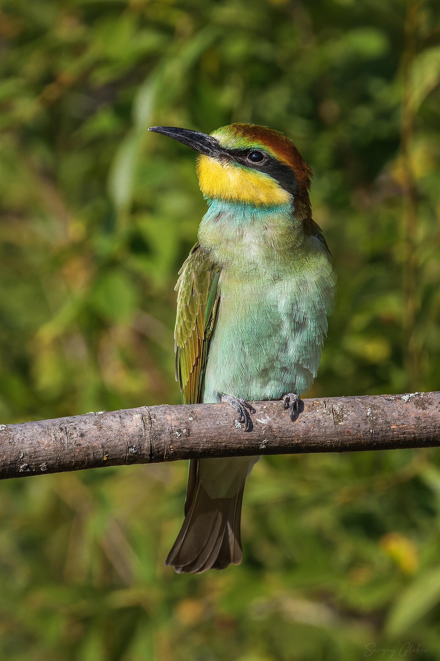 щурка, птицы, пернатые, Глебов Сергей