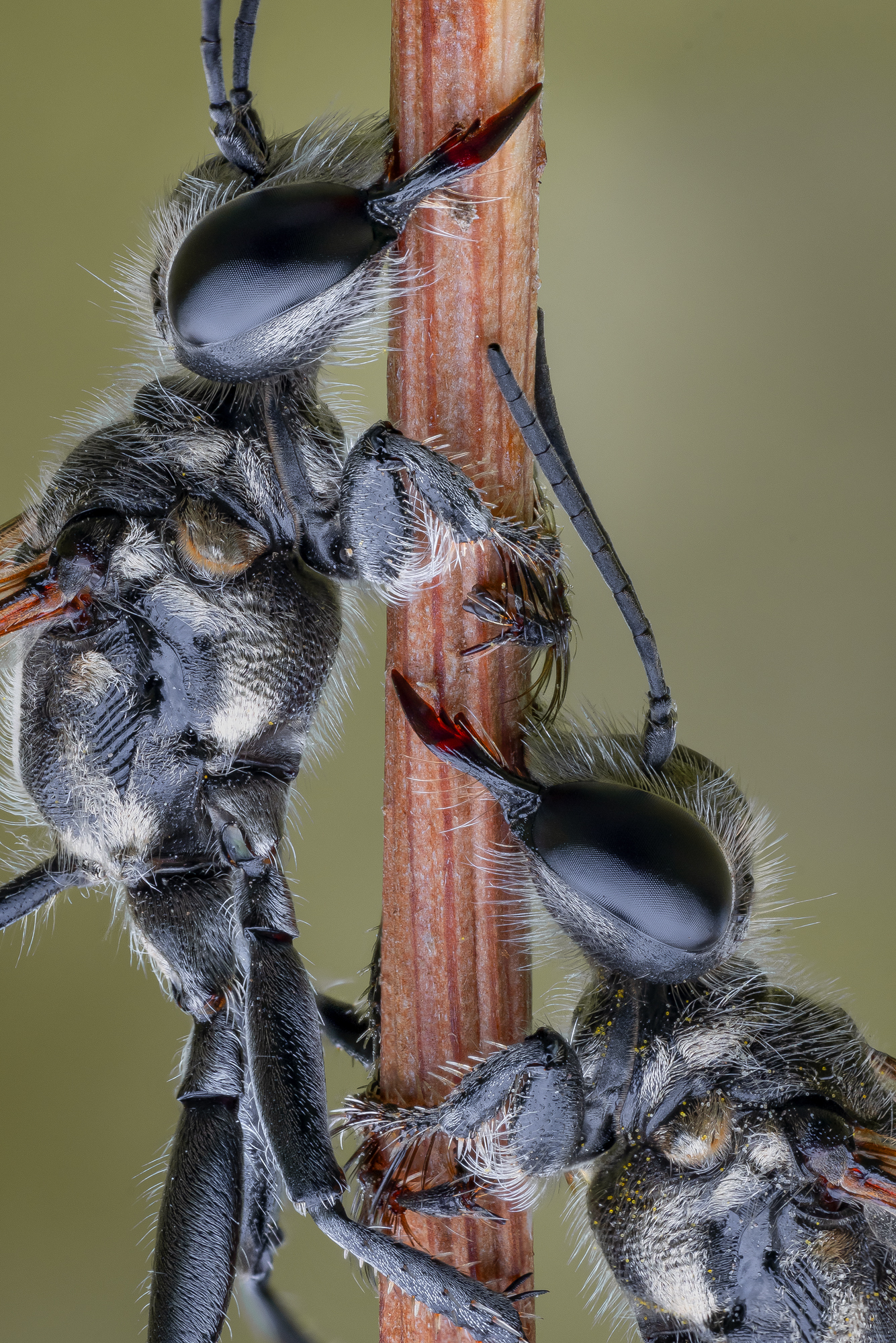 , Кузнецов Дмитрий