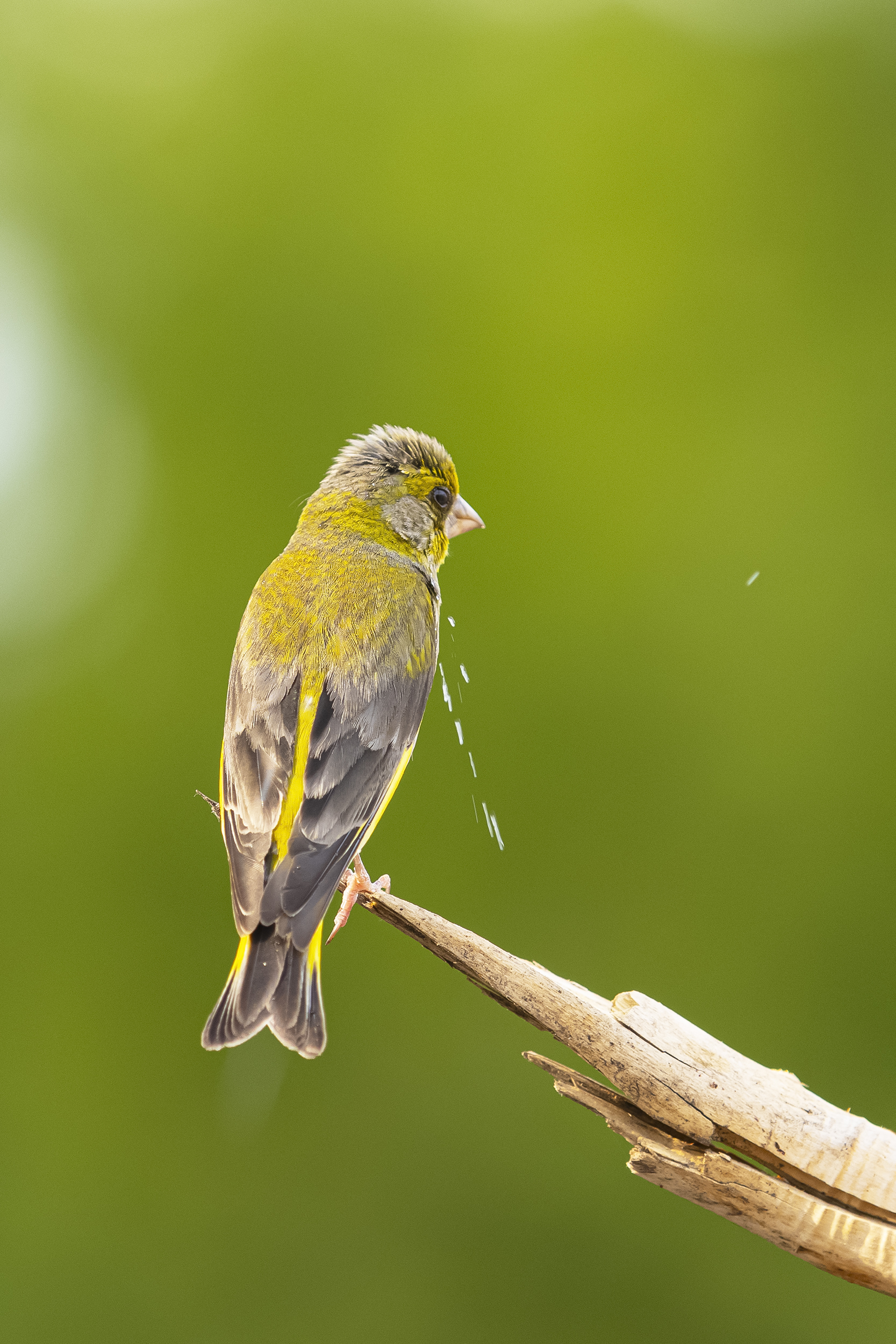 природа, Валерий Черняк