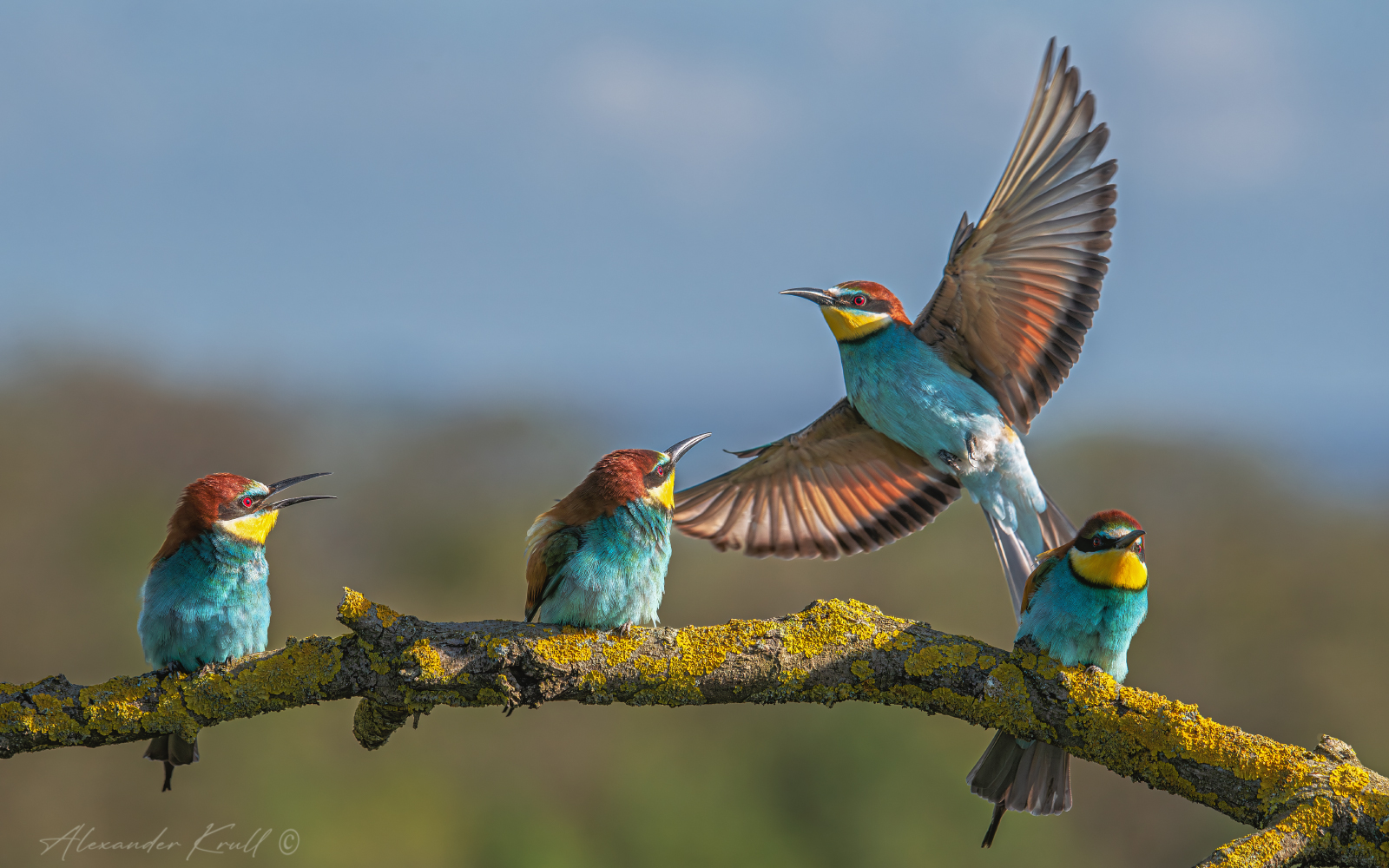 щурка, золотистая щурка, пчелоедка, merop apiaster, Круль Александр