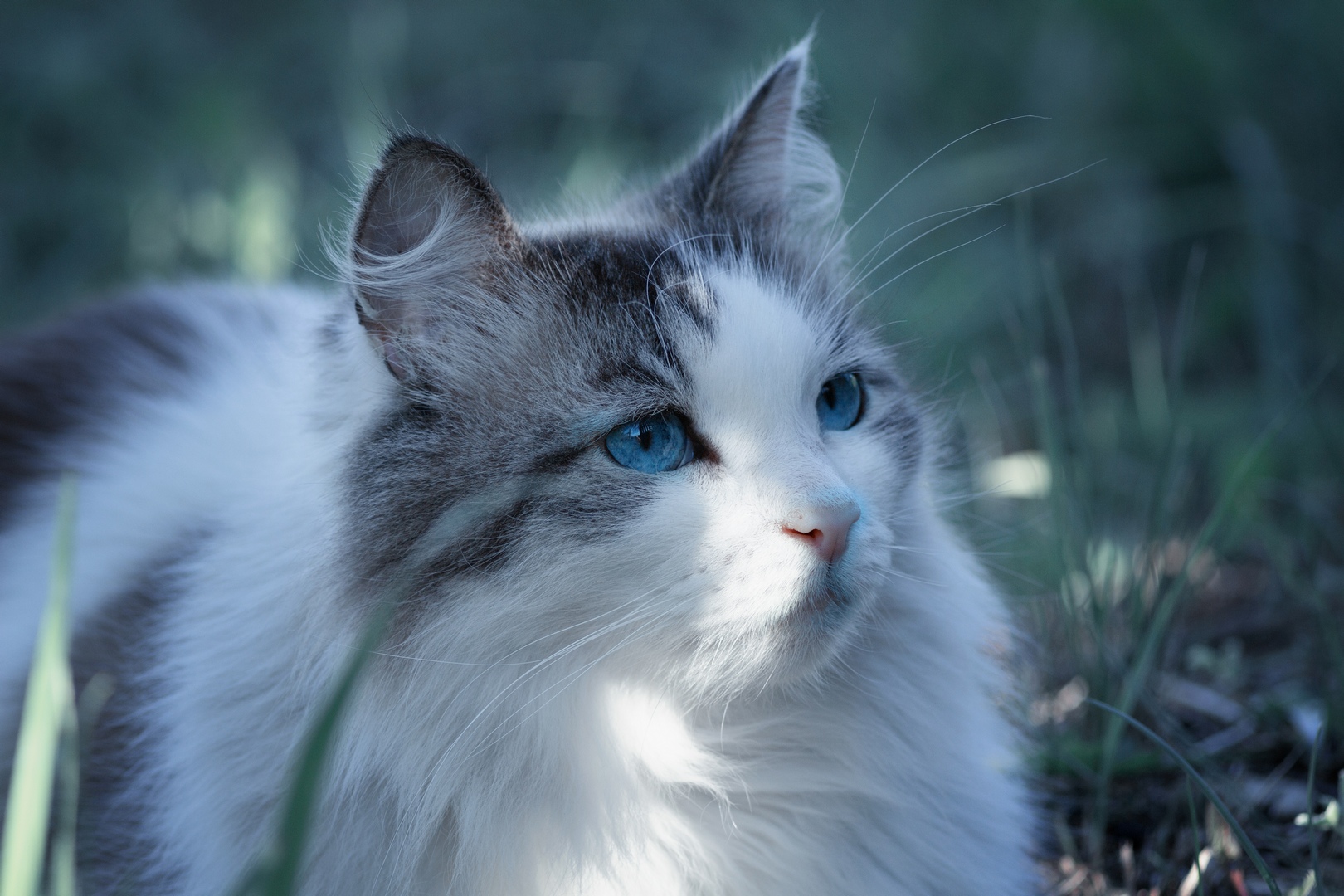 кошка, Александр Канцур