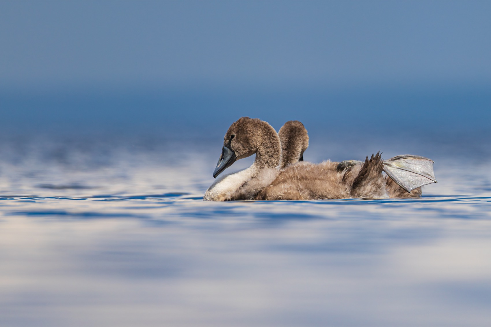 шипун, лебедь, лебедь шипун, лебедь-шипун, финский залив, Руслан Pl
