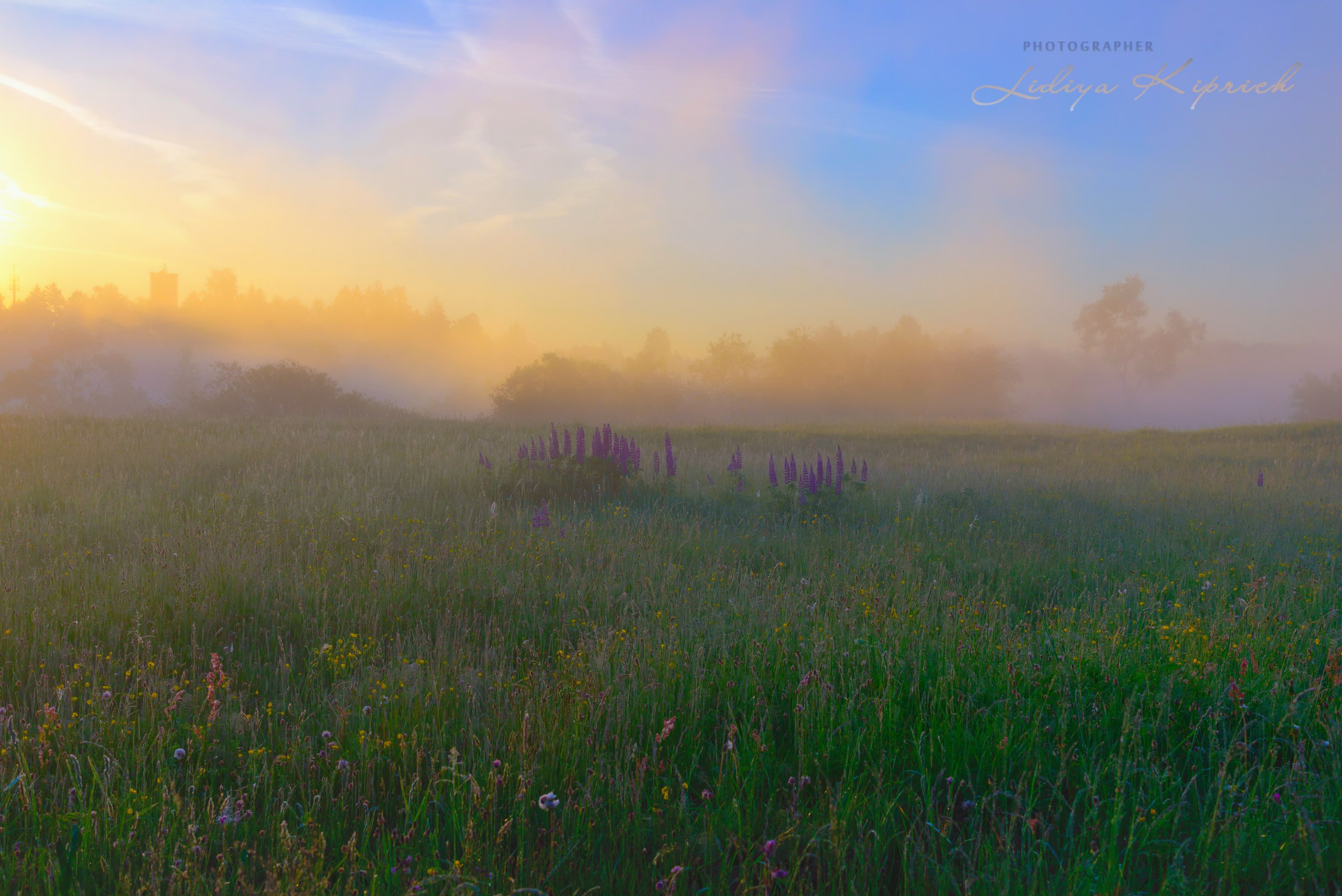 лето, природа, утро, туман, люпин,  роса,  трава, summer, nature, morning, fog, spider web, grass,, Лидия Киприч