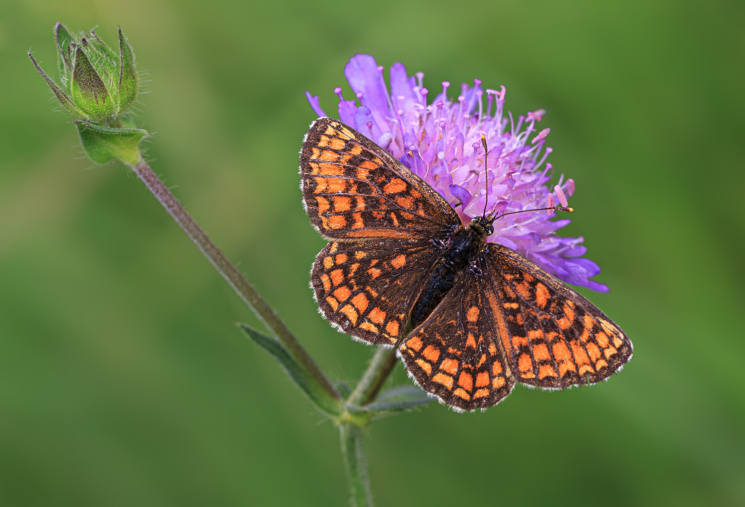 насекомые, бабочка, нимфалида, шашечница,  лето, июль, Борис Новиков