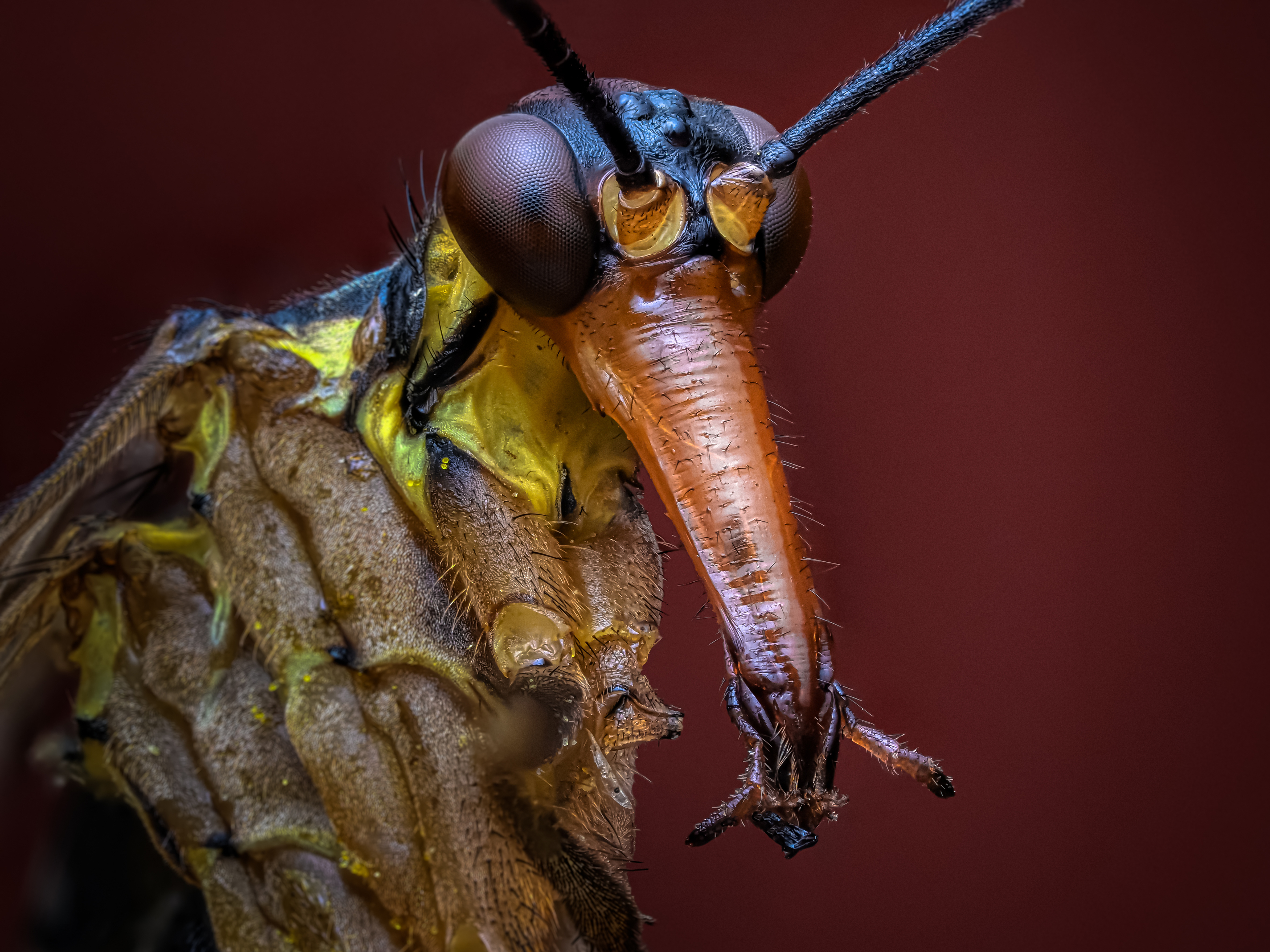 , Олег Савицкий